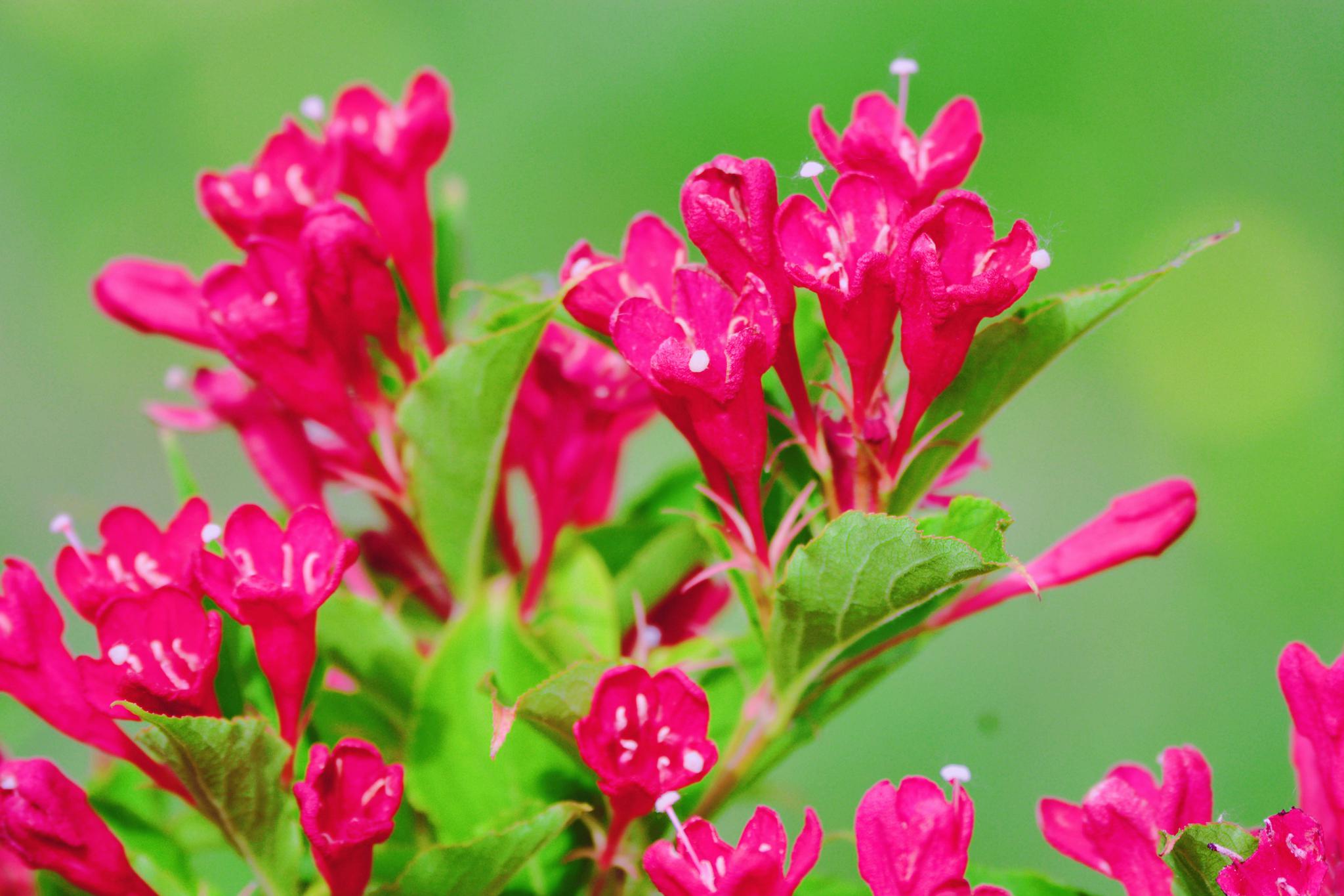 红色锦带花原创摄影
