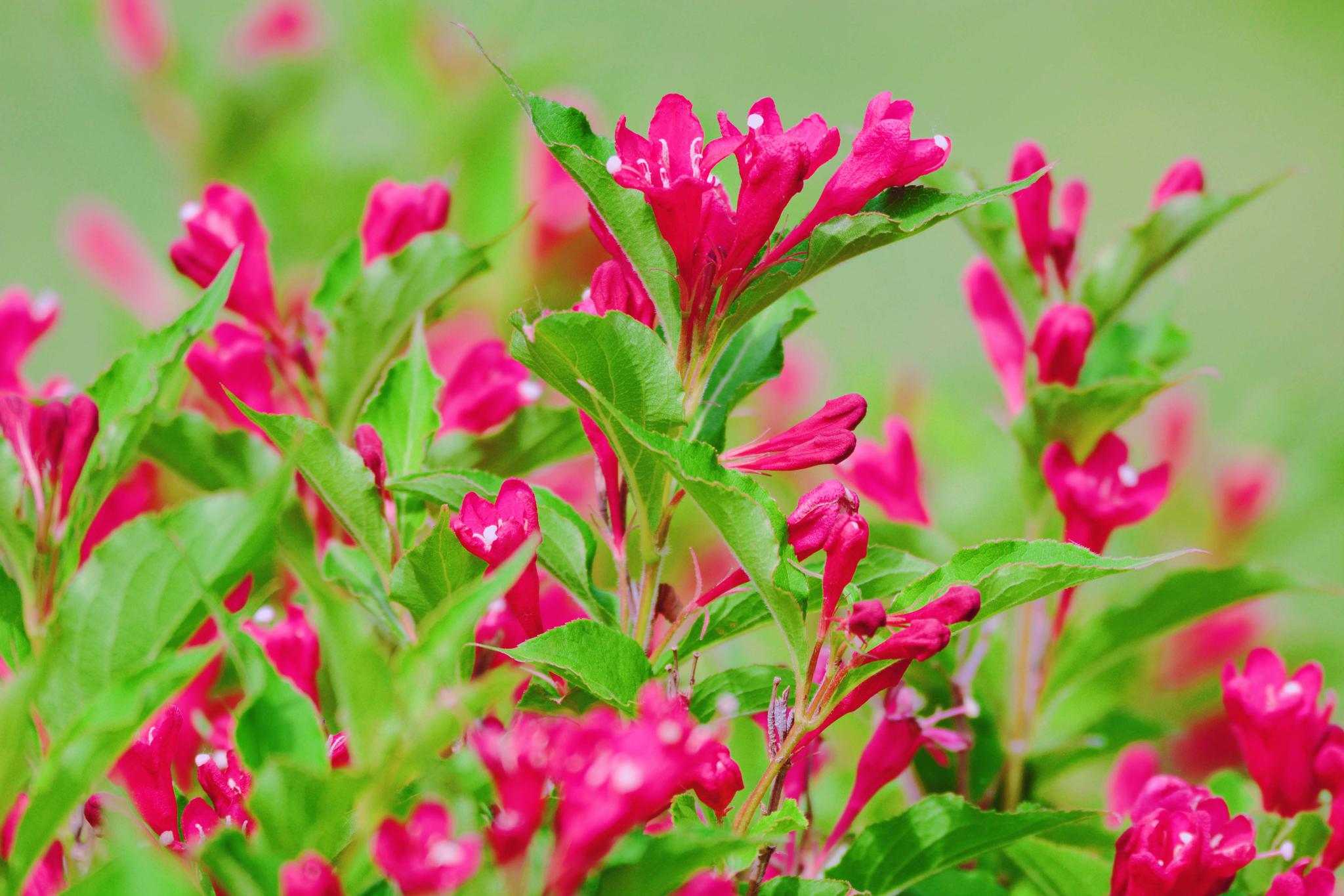 锦带花图片(红王子锦带花图片)