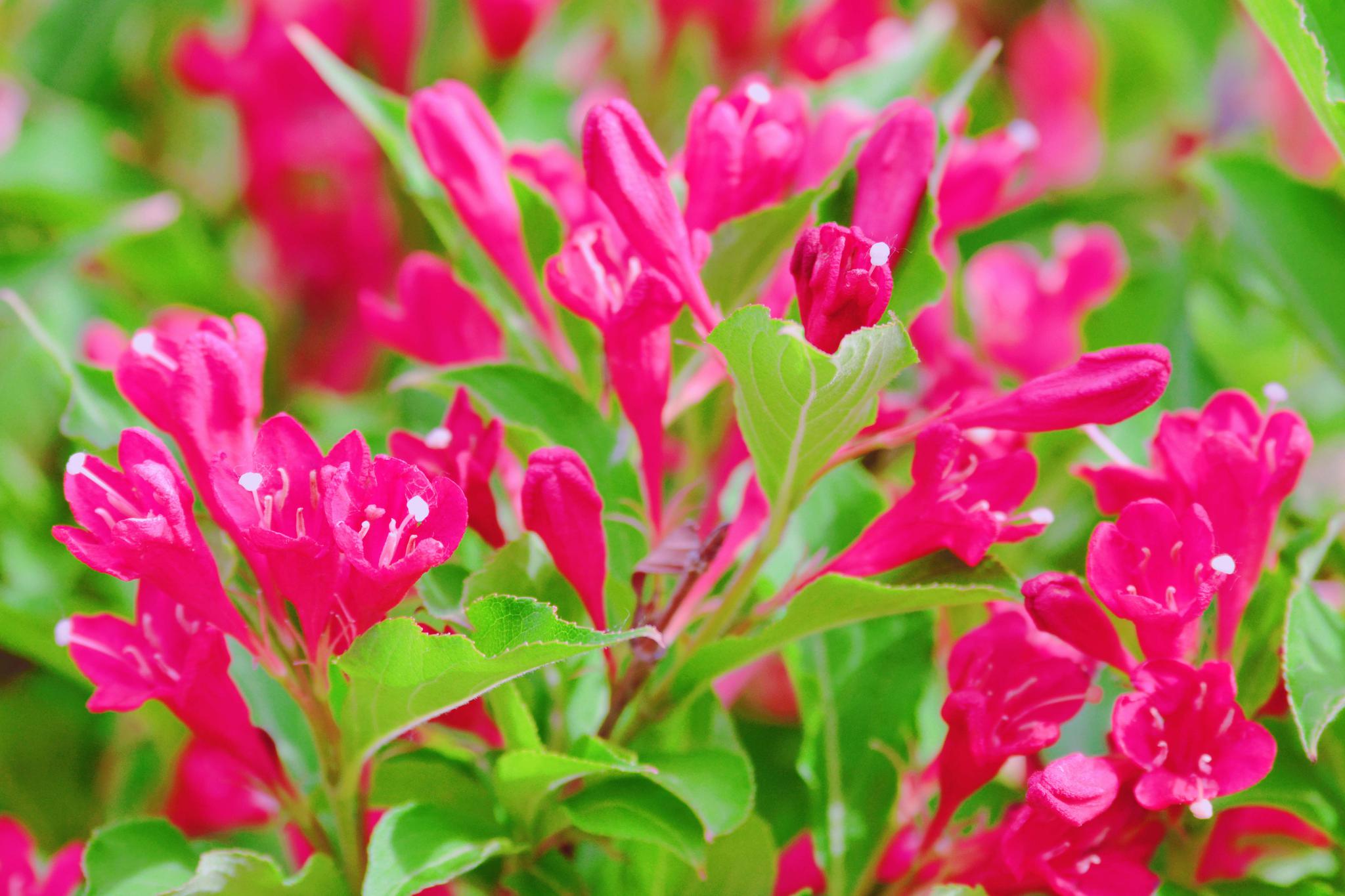 红色锦带花原创摄影