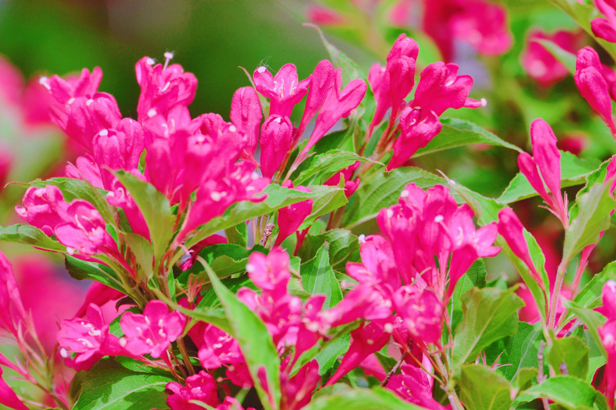 锦带花(锦带花耐寒多少度)