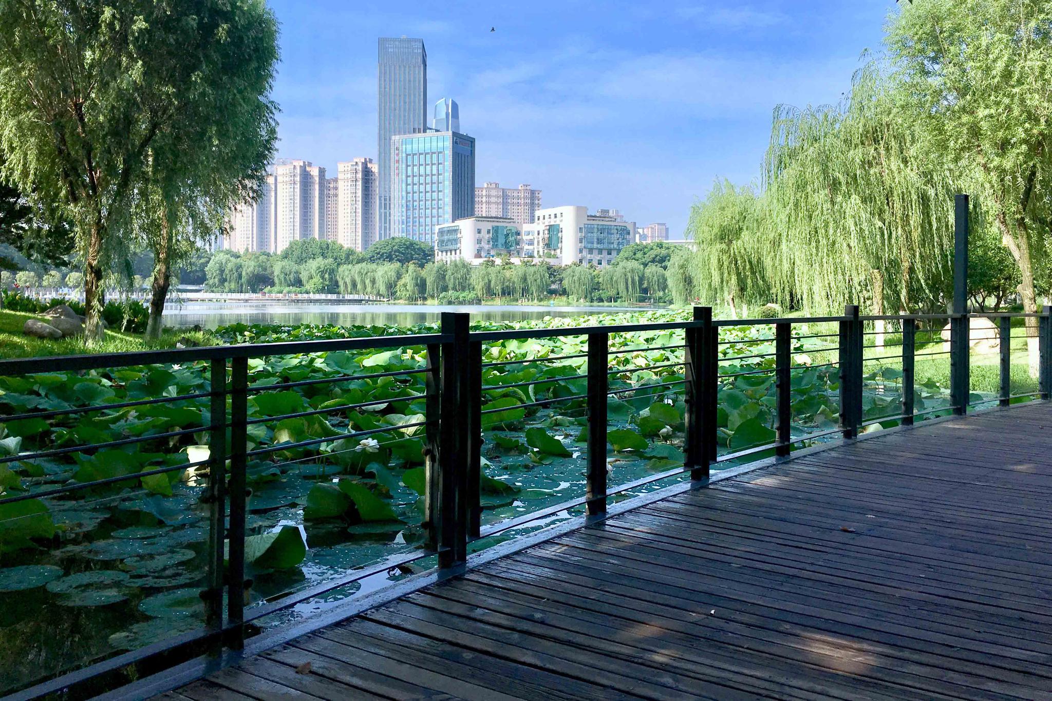 江城无处不美景 夏季的后襄河公园