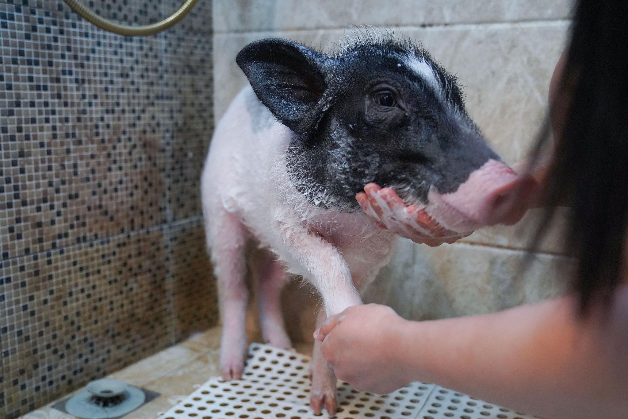 上海90后小夫妻养小猪做宠物,一起吃饭还带去东方明珠遛弯