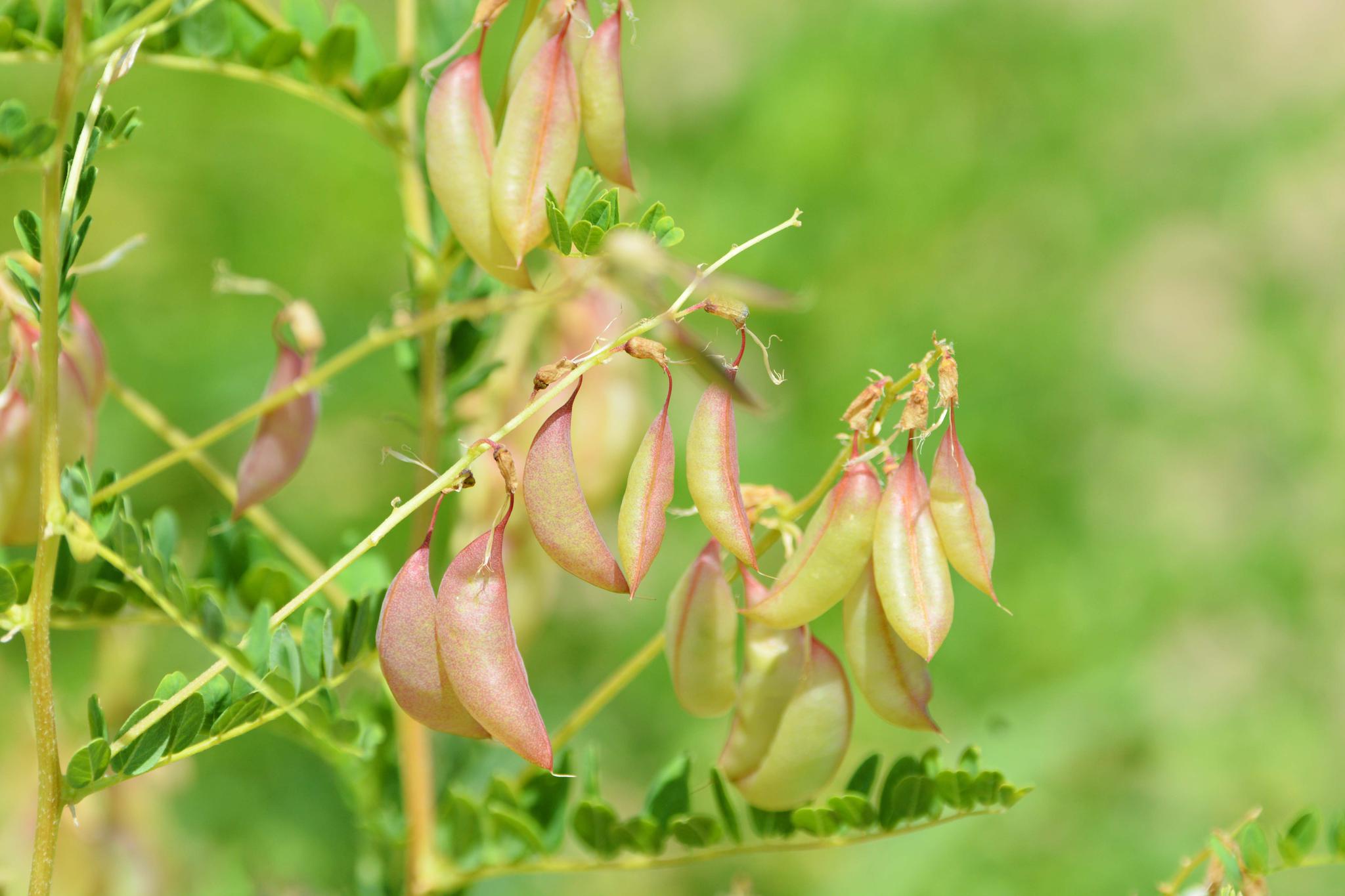 黄芪的果实和白色的小花,原创摄影