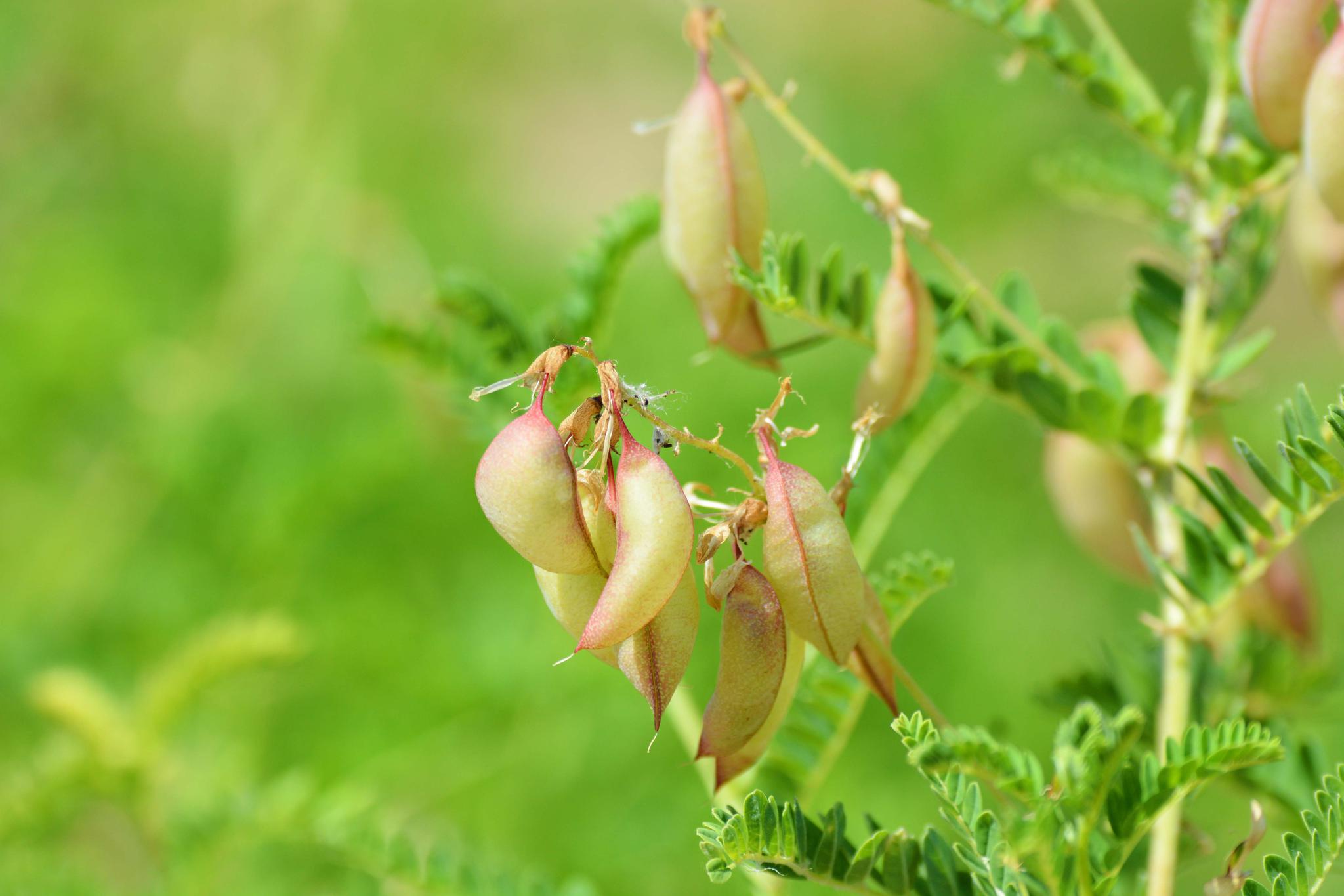 黄芪的果实和白色的小花,原创摄影