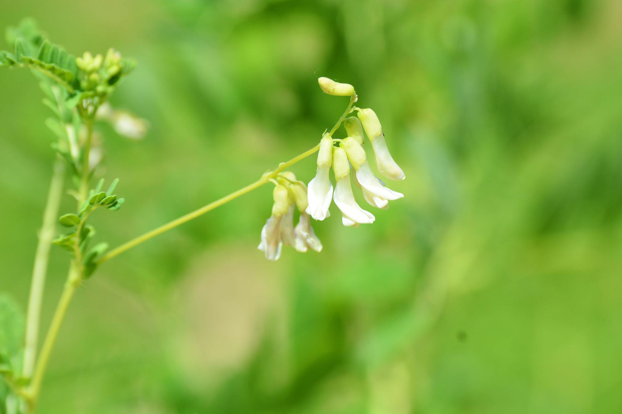 黄芪的果实和白色的小花,原创摄影