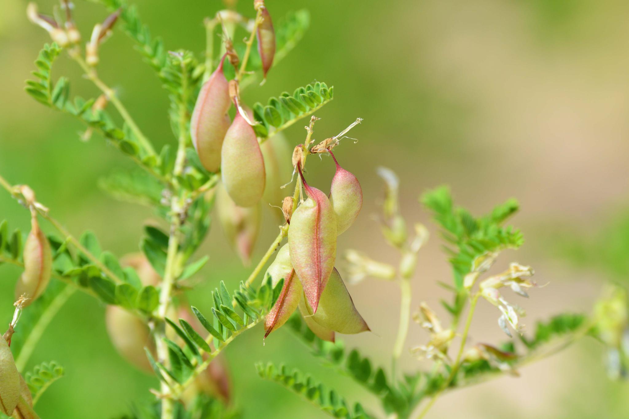 黄芪的果实和白色的小花,原创摄影
