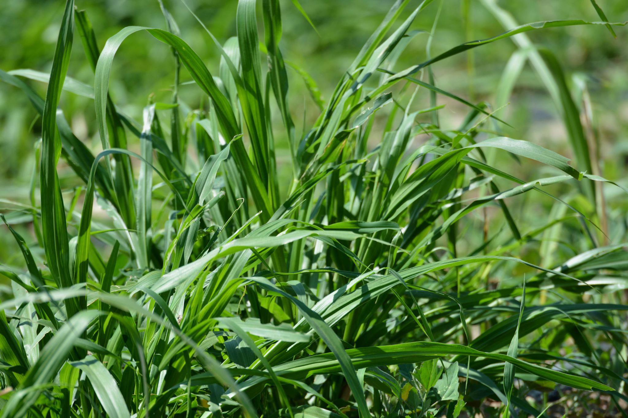 巨菌草和皇竹草的照片图片