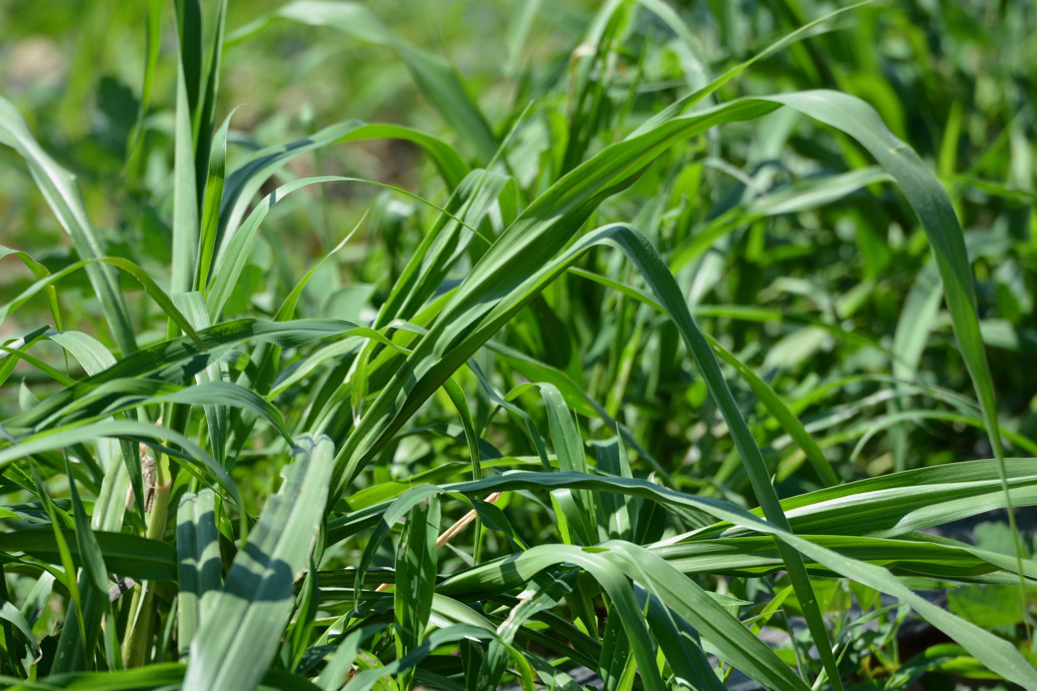 最高可长到七米的巨菌草原创摄影