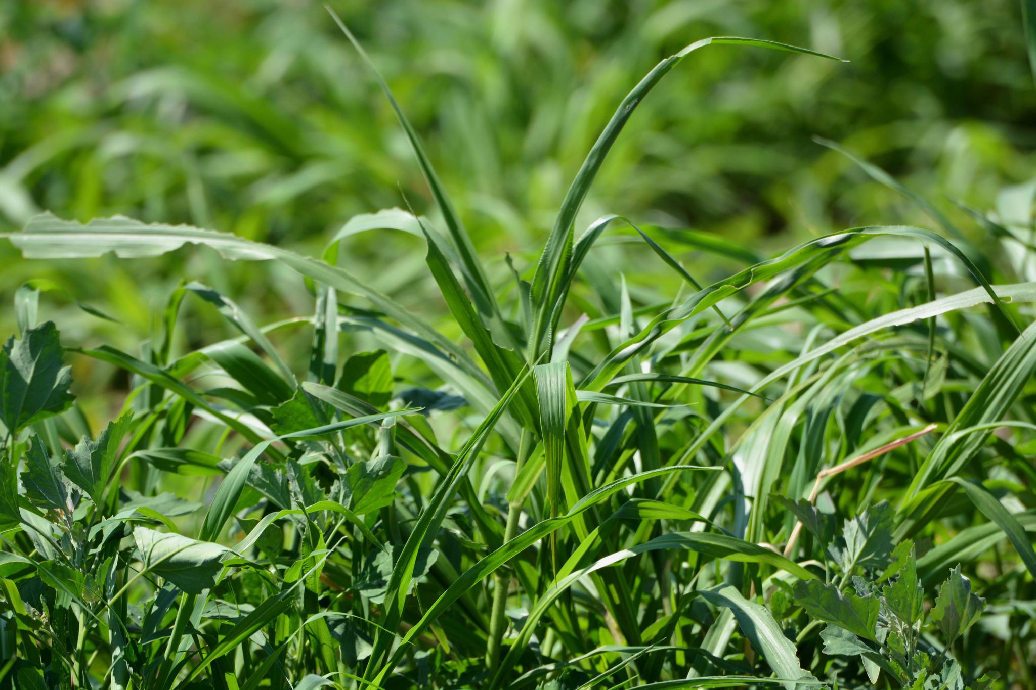最高可长到七米的巨菌草原创摄影