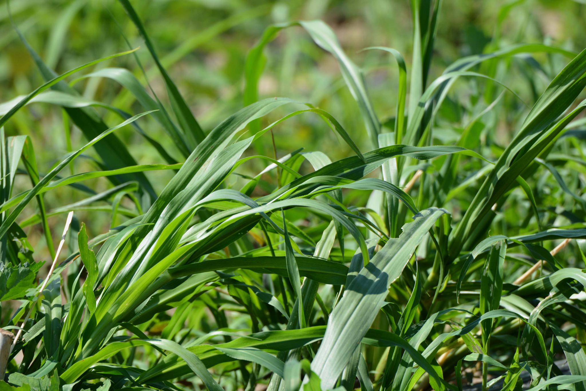 最高可长到七米的巨菌草原创摄影