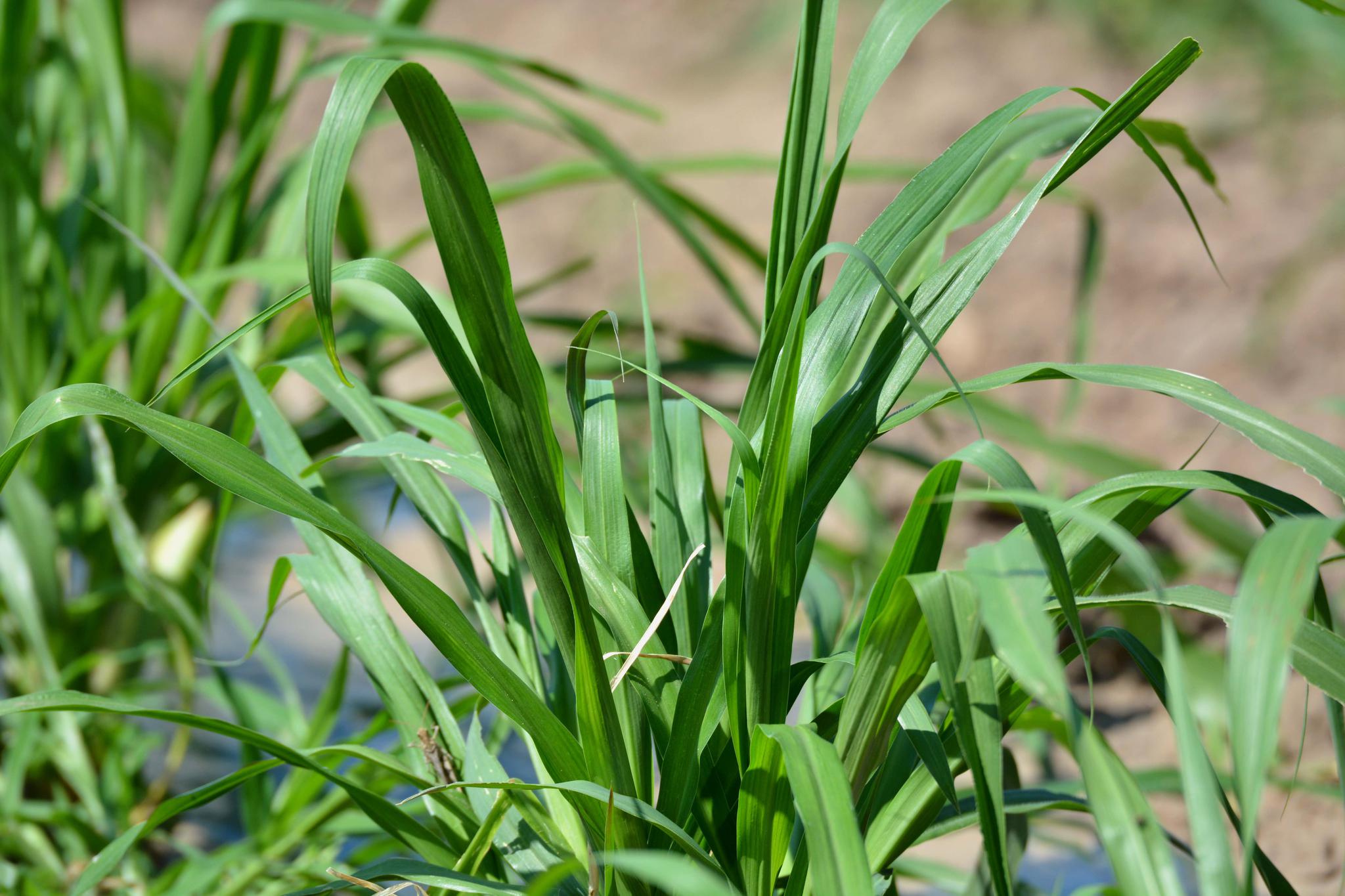 最高可长到七米的巨菌草原创摄影