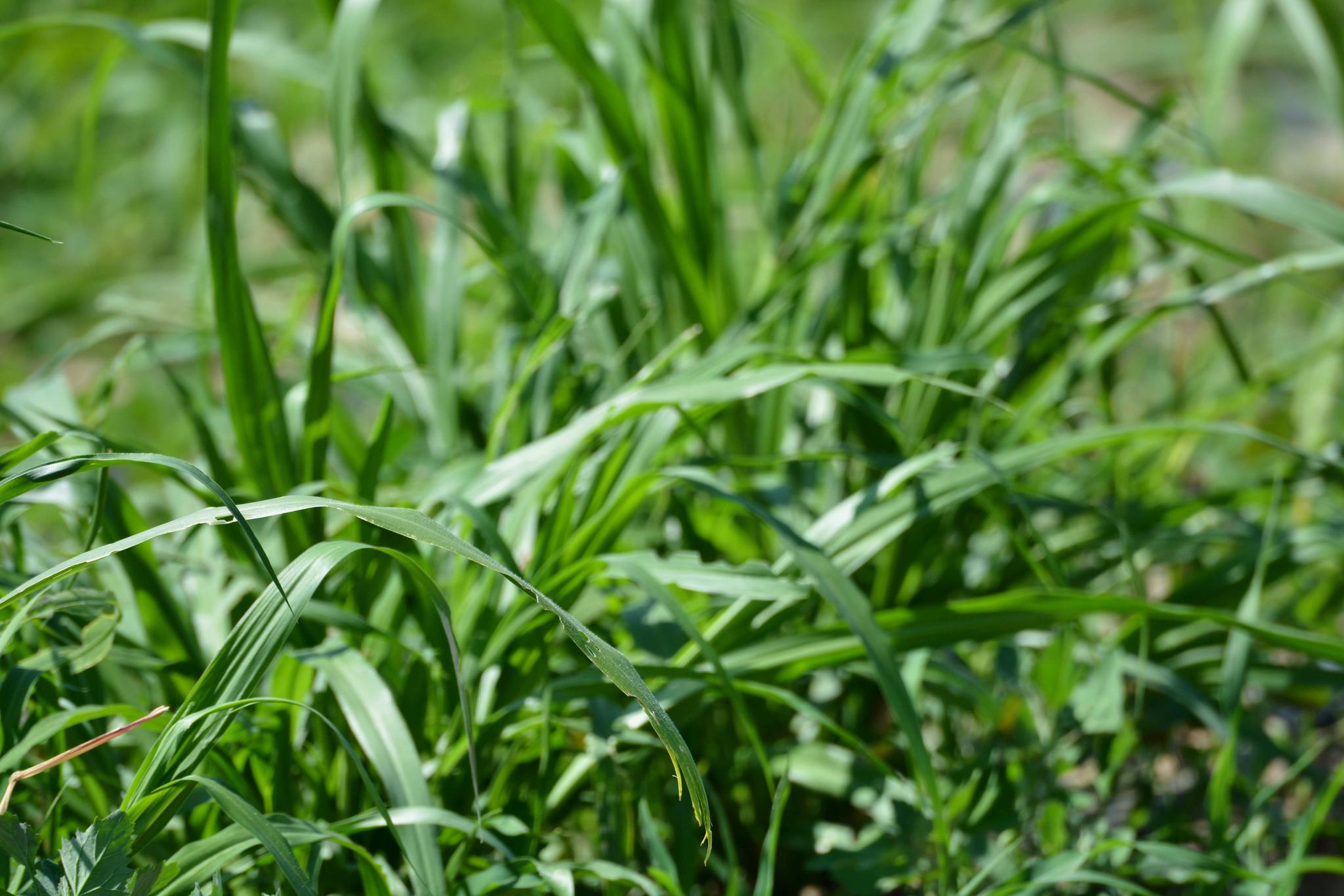最高可长到七米的巨菌草原创摄影