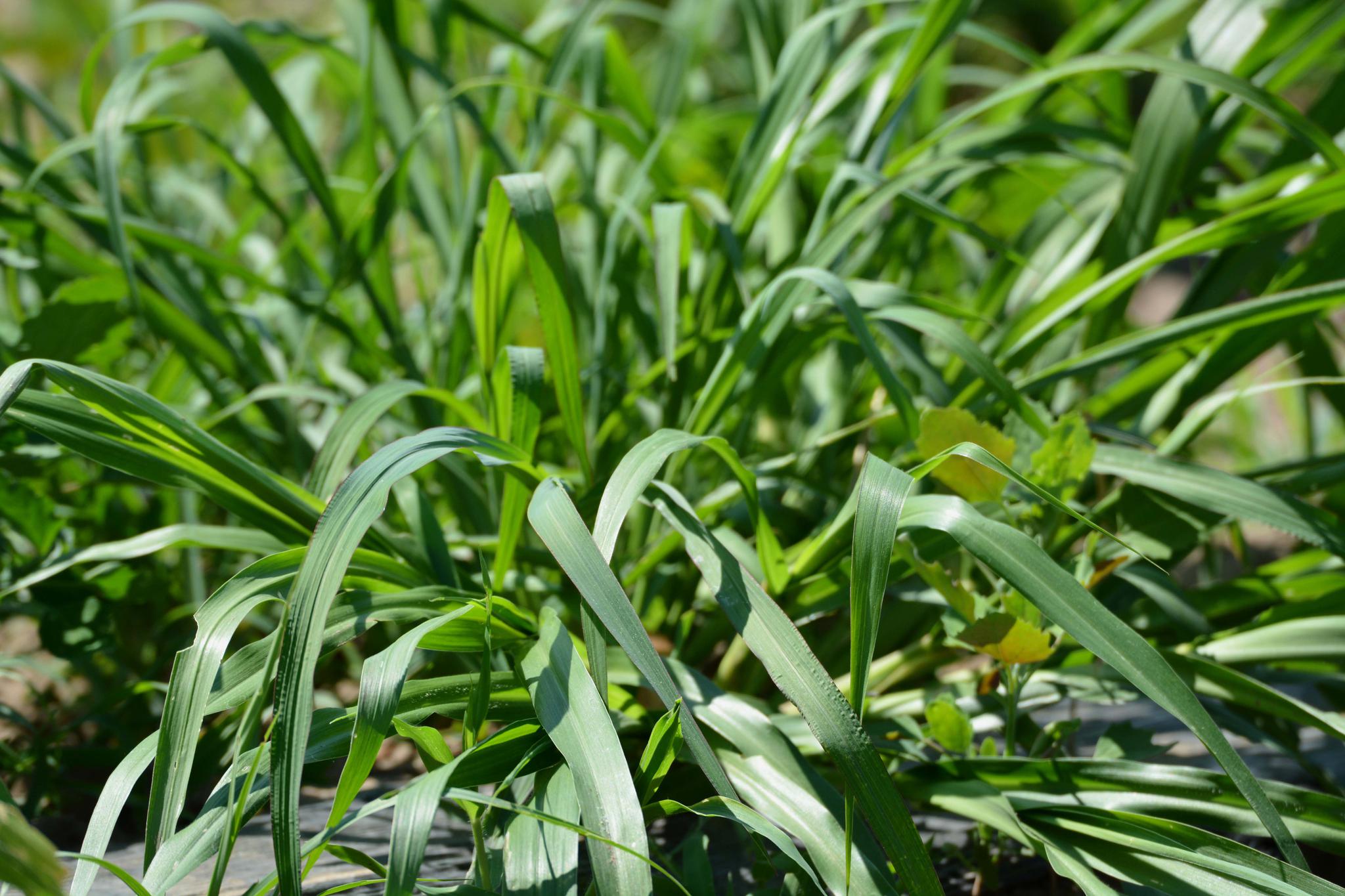 最高可长到七米的巨菌草原创摄影