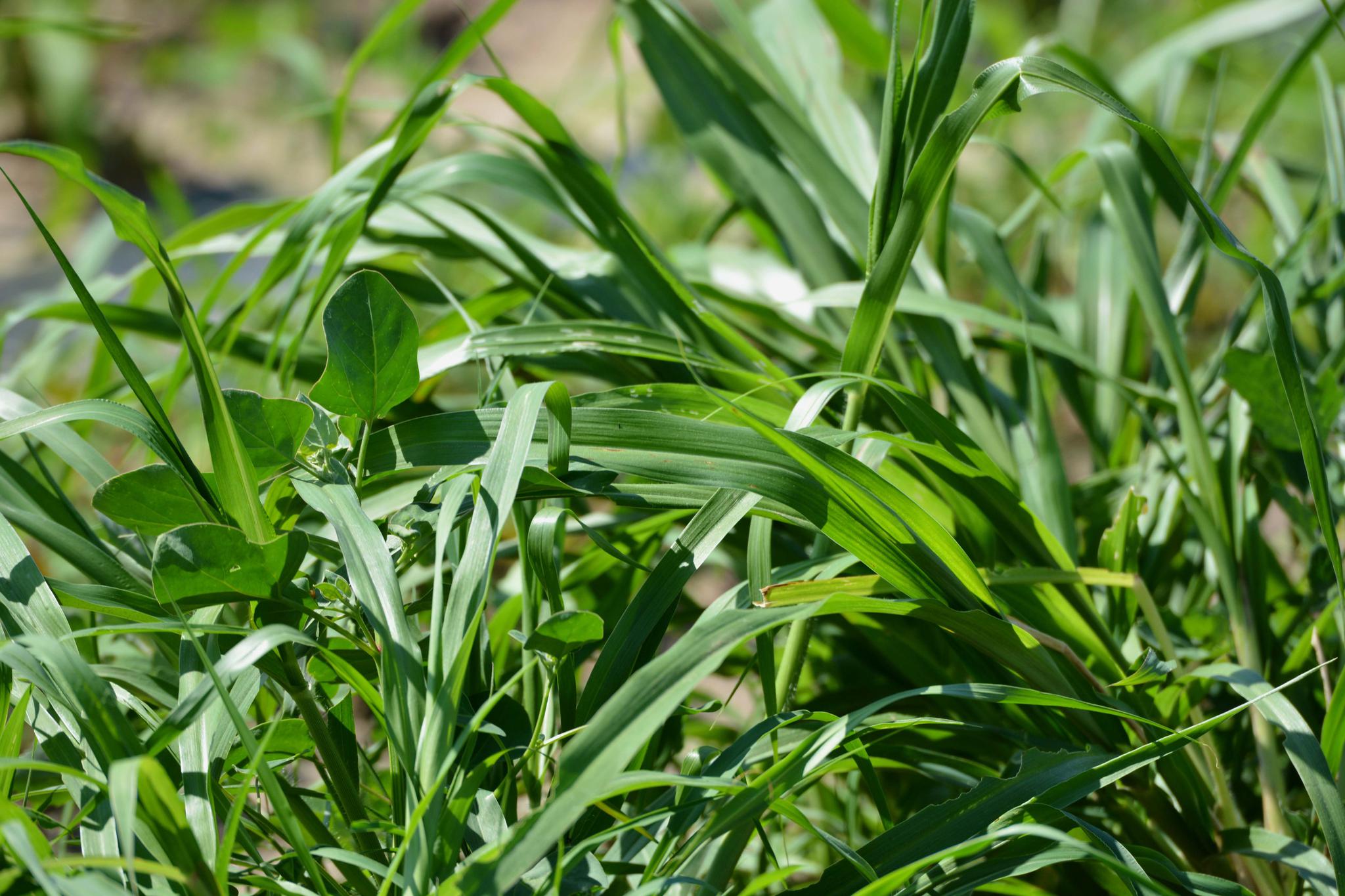 最高可长到七米的巨菌草原创摄影