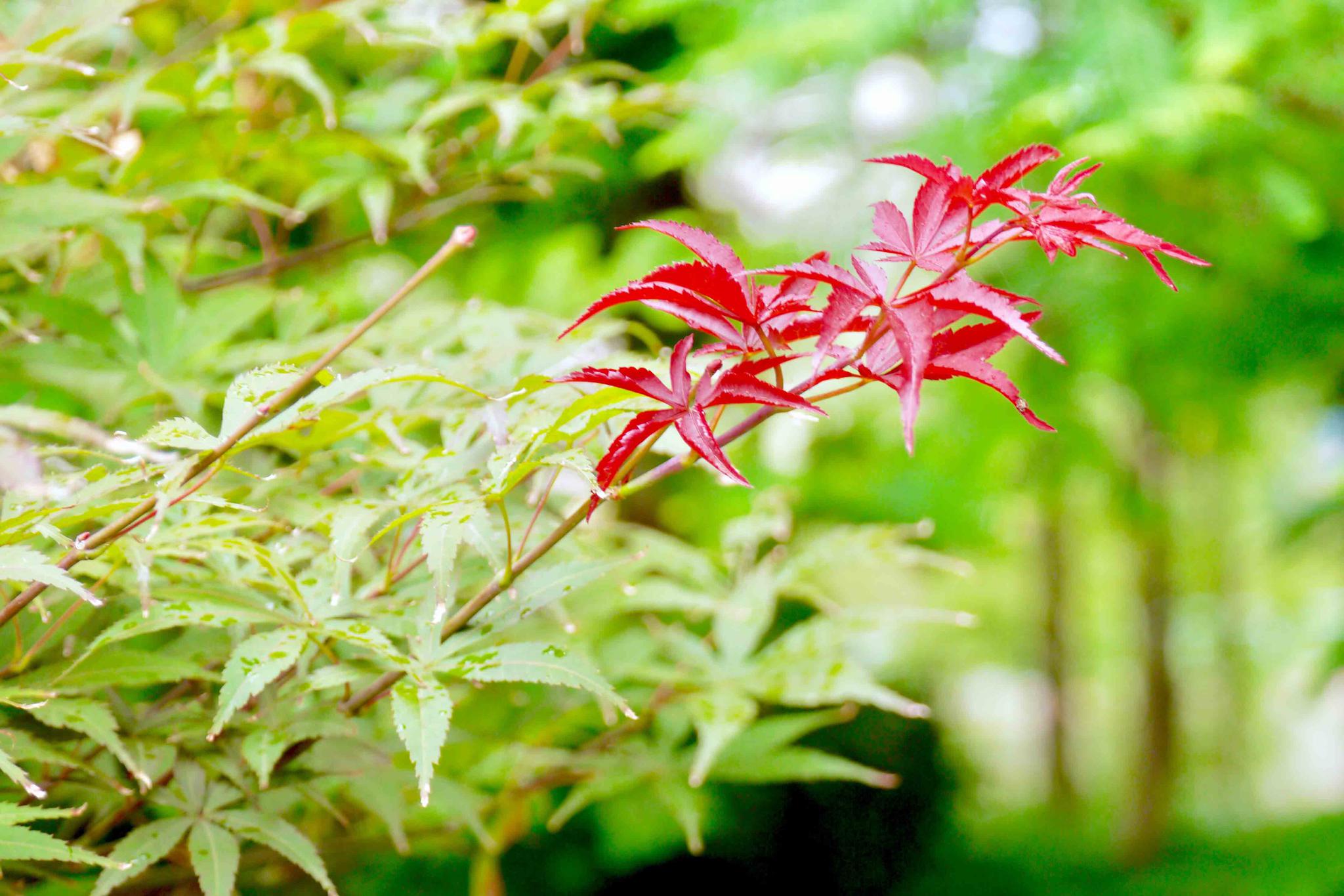 秋,叶渐红(鸡爪槭)