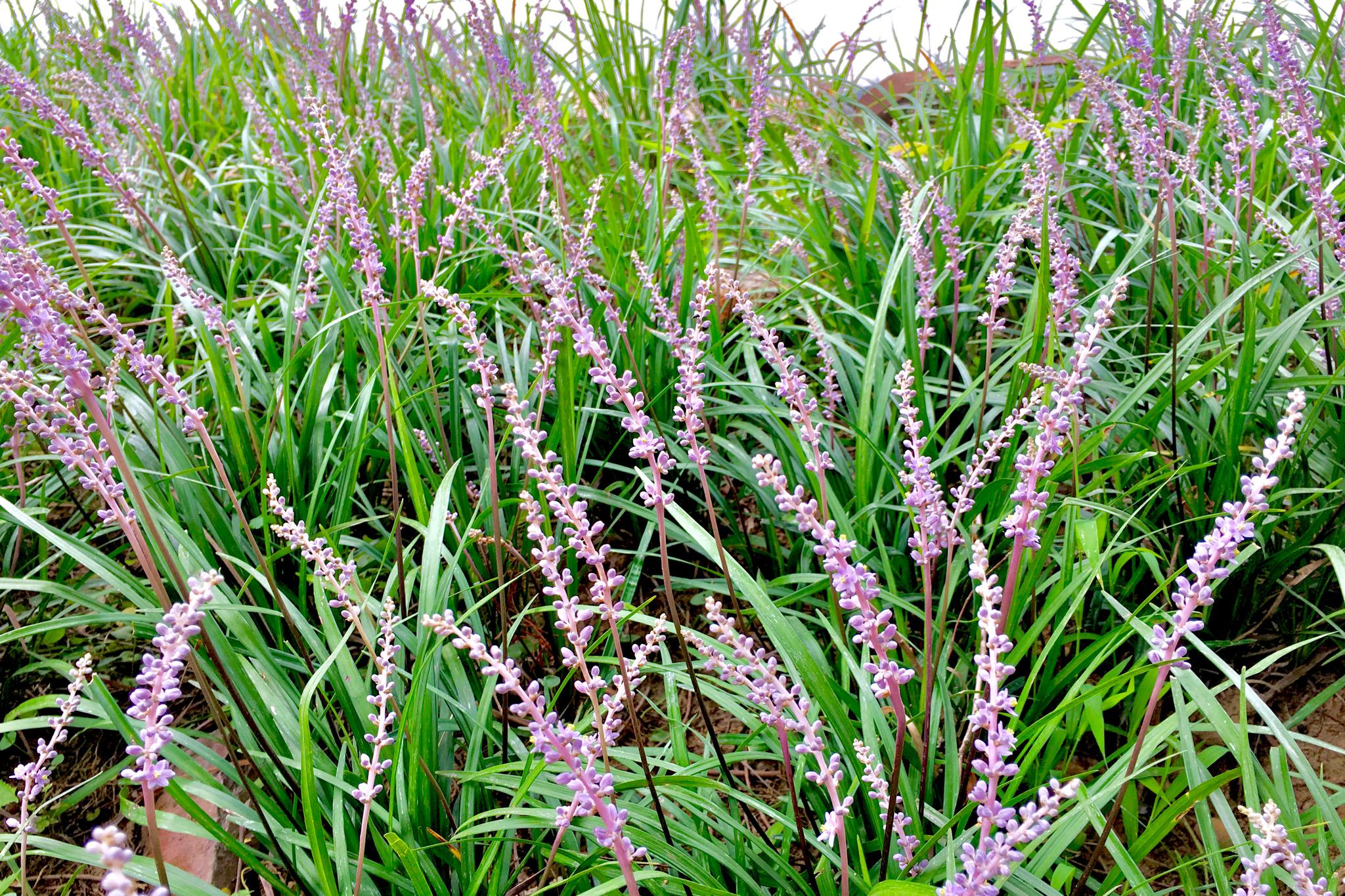 山麦冬(别称:土门冬)
