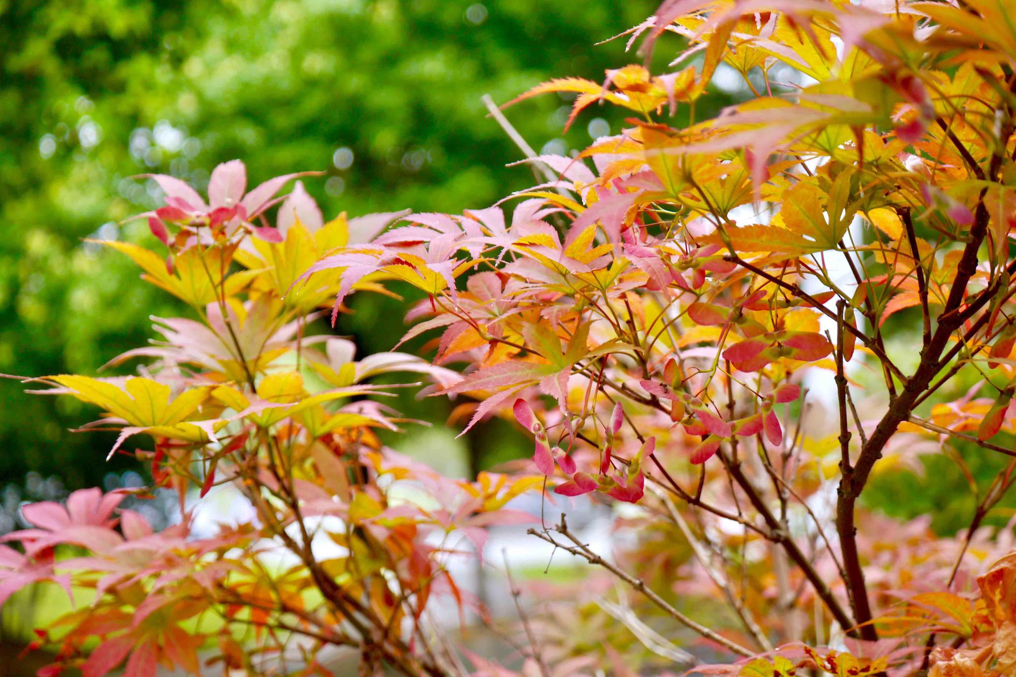 秋叶渐红鸡爪槭