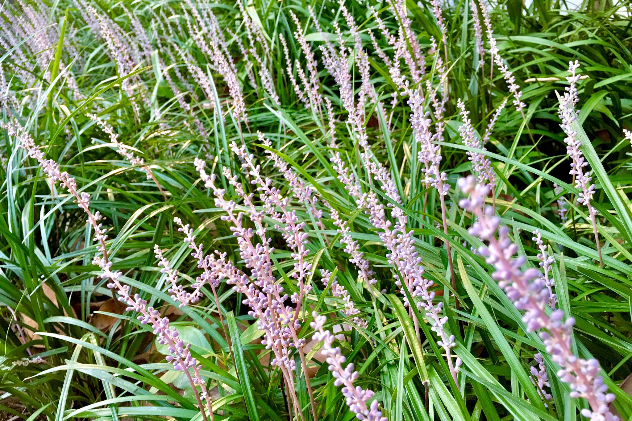 山麦冬(别称:土门冬)