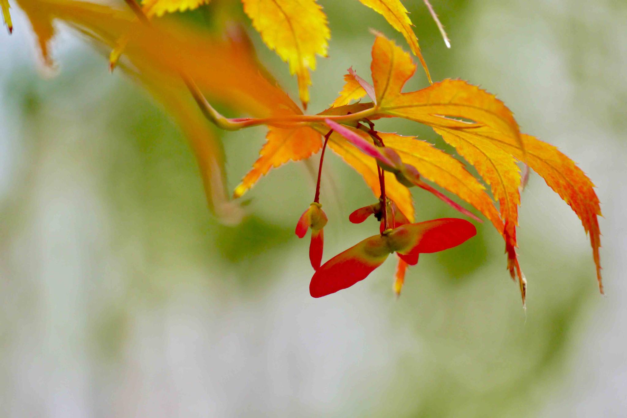 秋叶渐红鸡爪槭
