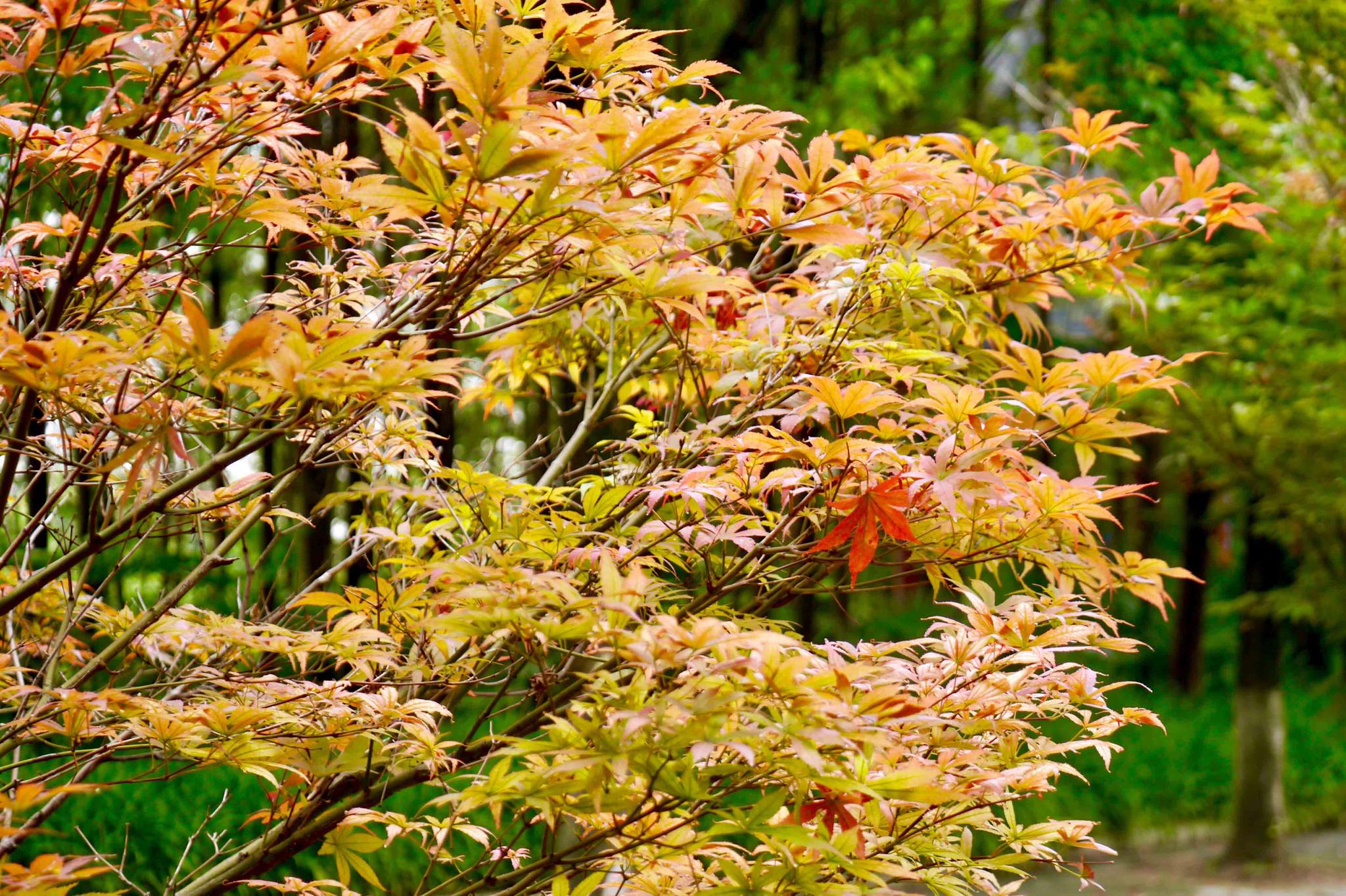 秋叶渐红鸡爪槭