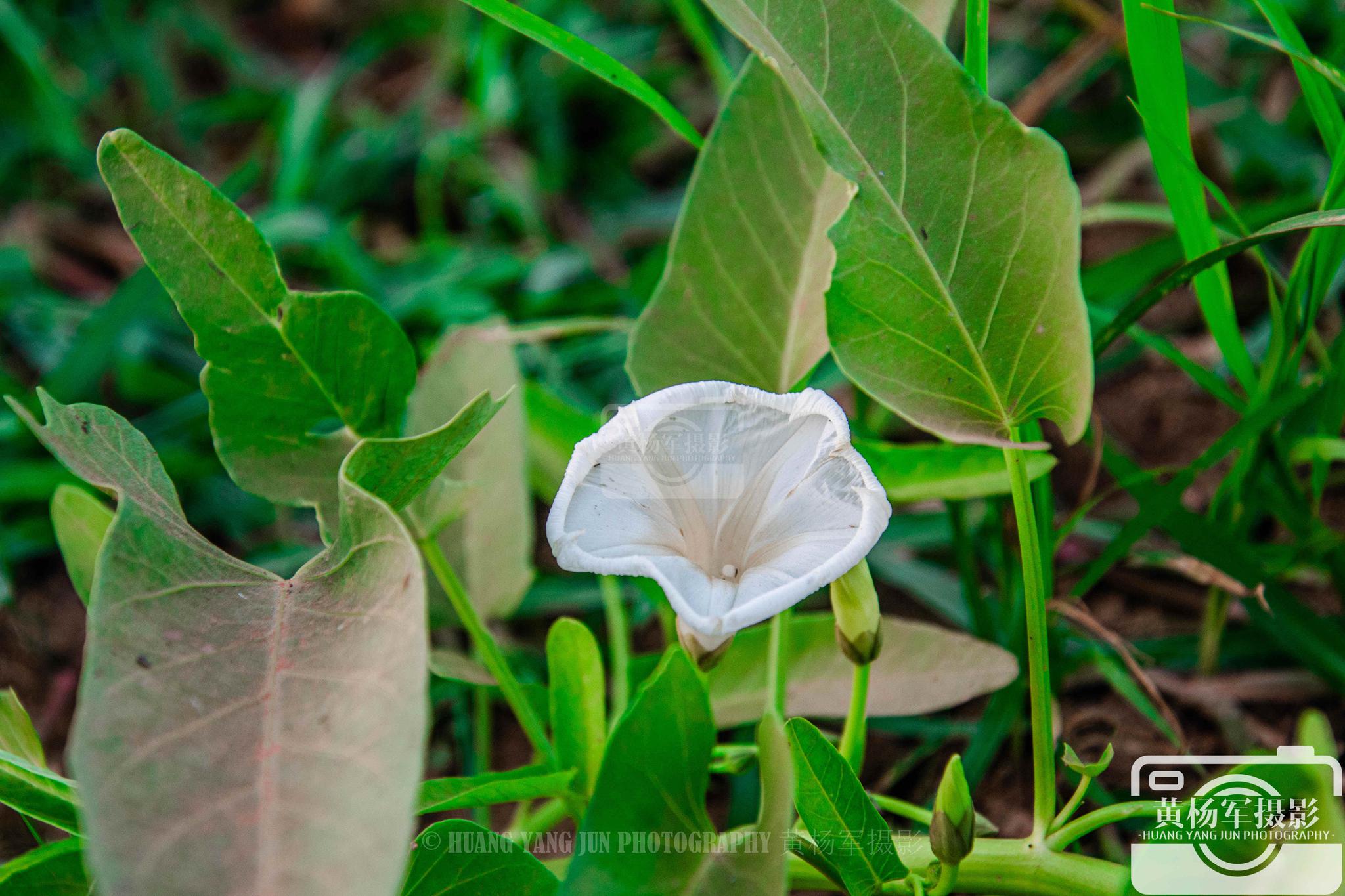 绿叶中空心菜花盛开的娇美 绿叶中空心菜花盛开的娇美