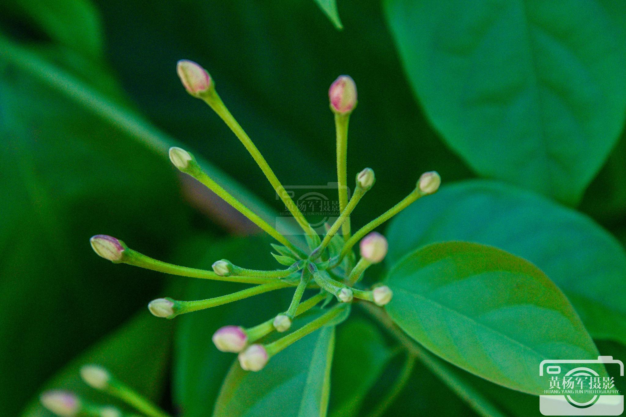 遇见使君子娇艳盛开的美