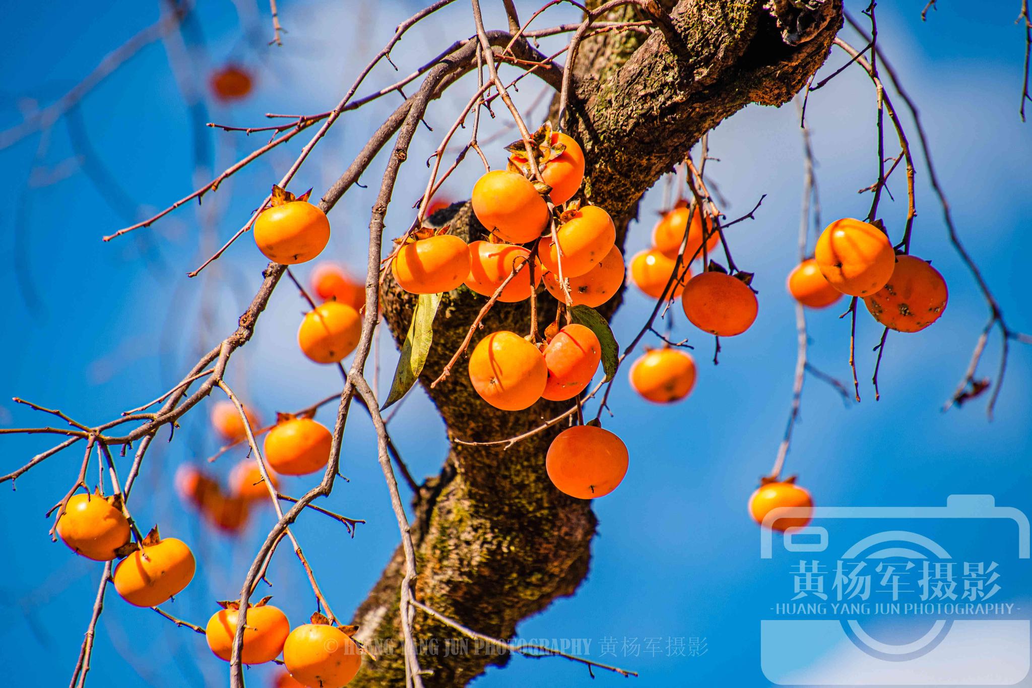 难忘的故乡记忆,于都县岭背蓝天下的红柿子