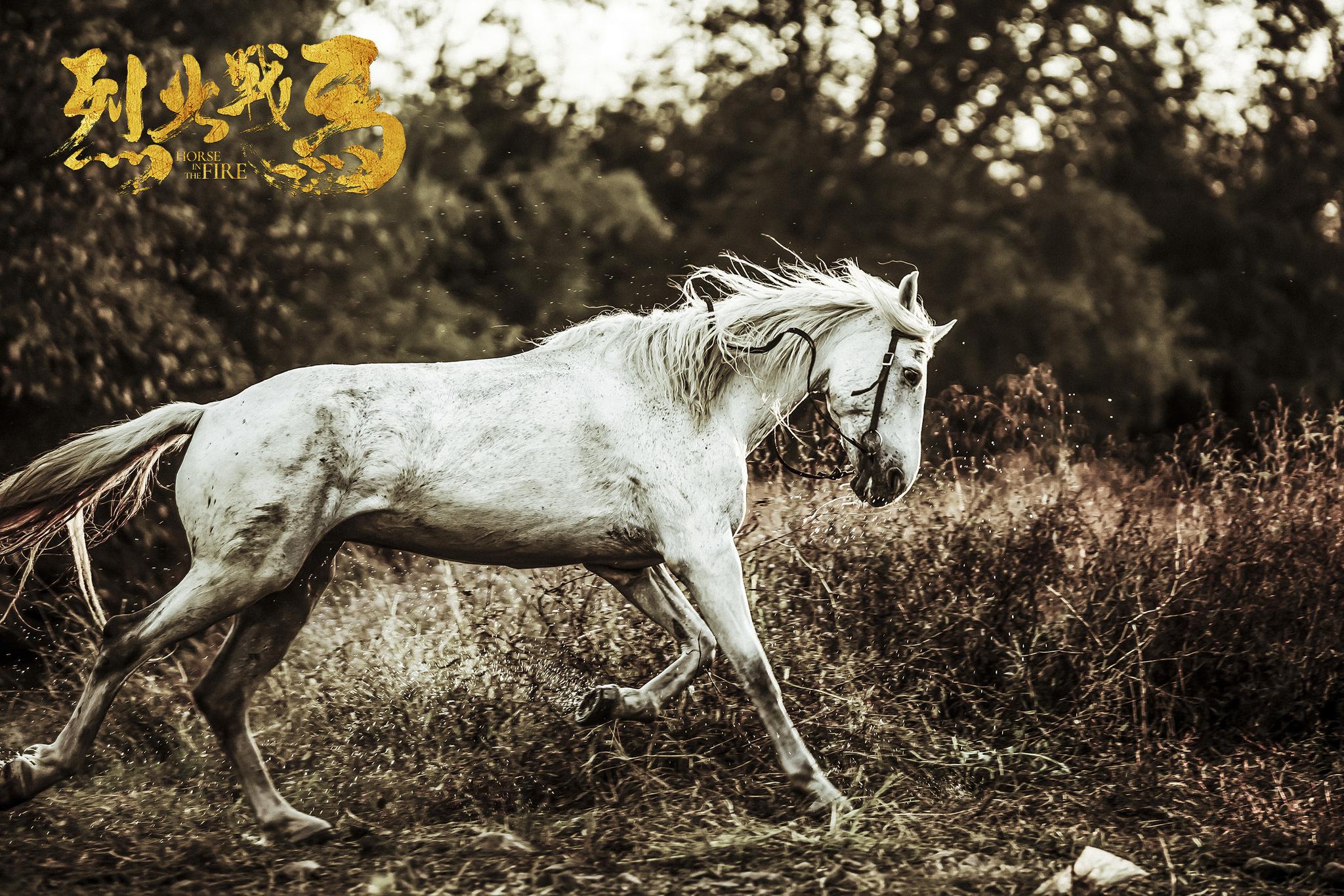 《烈火战马》曝"战马版"剧照 深情演绎别样"战友情"