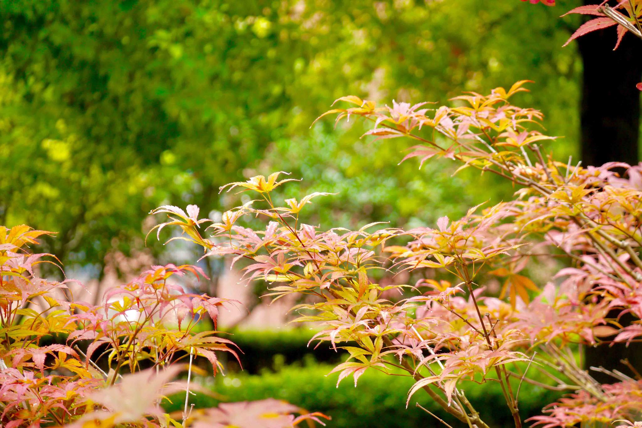 秋叶渐红鸡爪槭