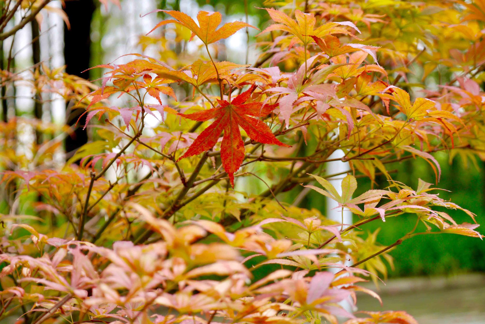 秋叶渐红鸡爪槭