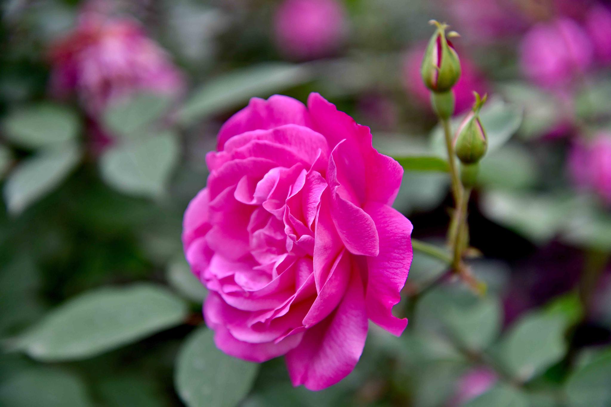 中国玫瑰月季湖北工业大学