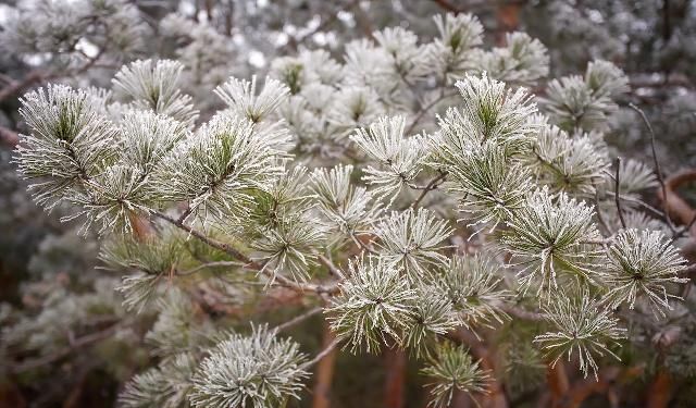 诗词赏析:陆龟蒙冬柳