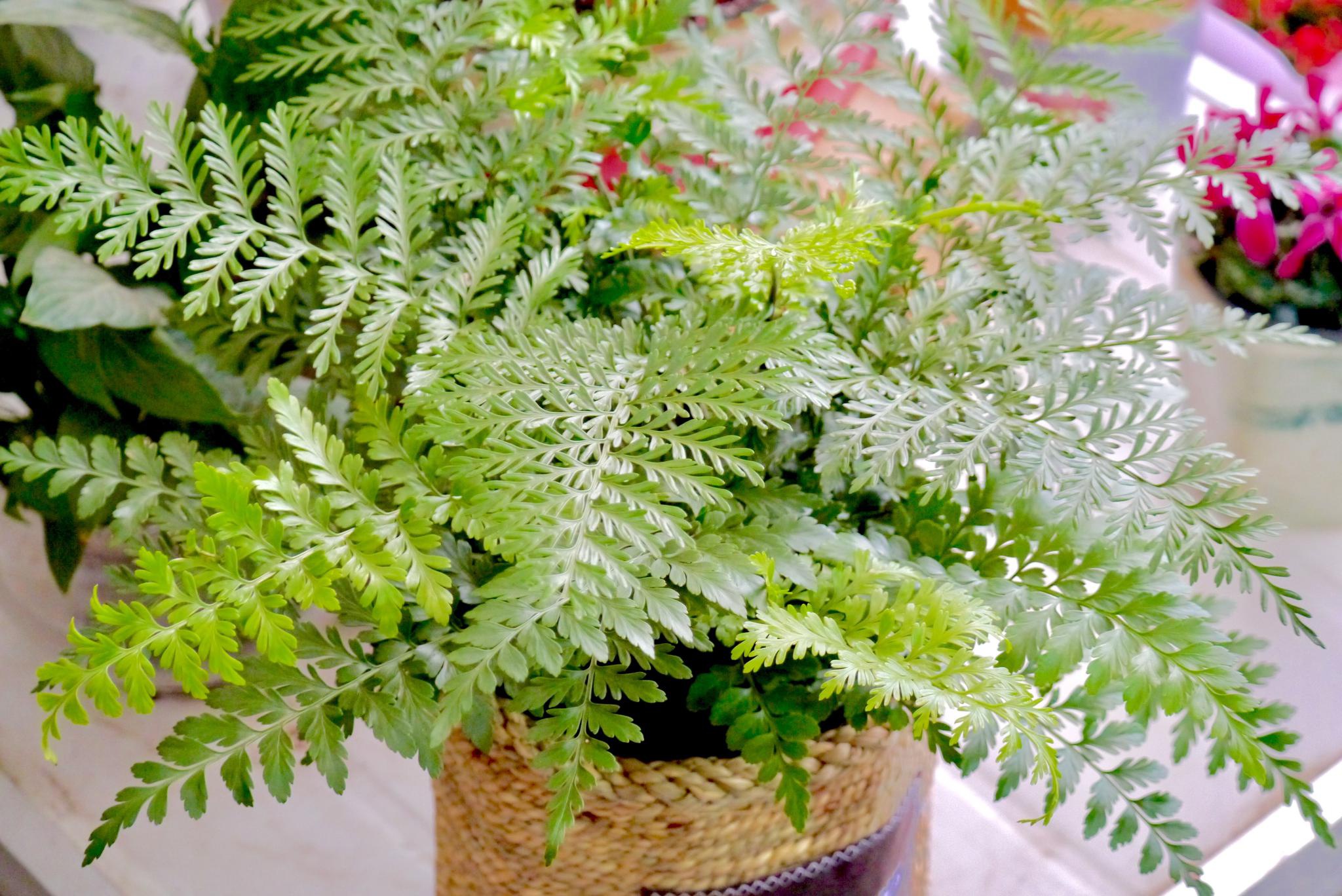 绿油油的吉姆蕨_高清图集_新浪网