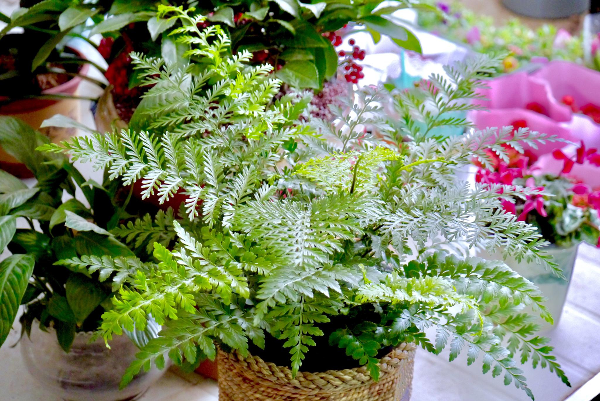 绿油油的吉姆蕨