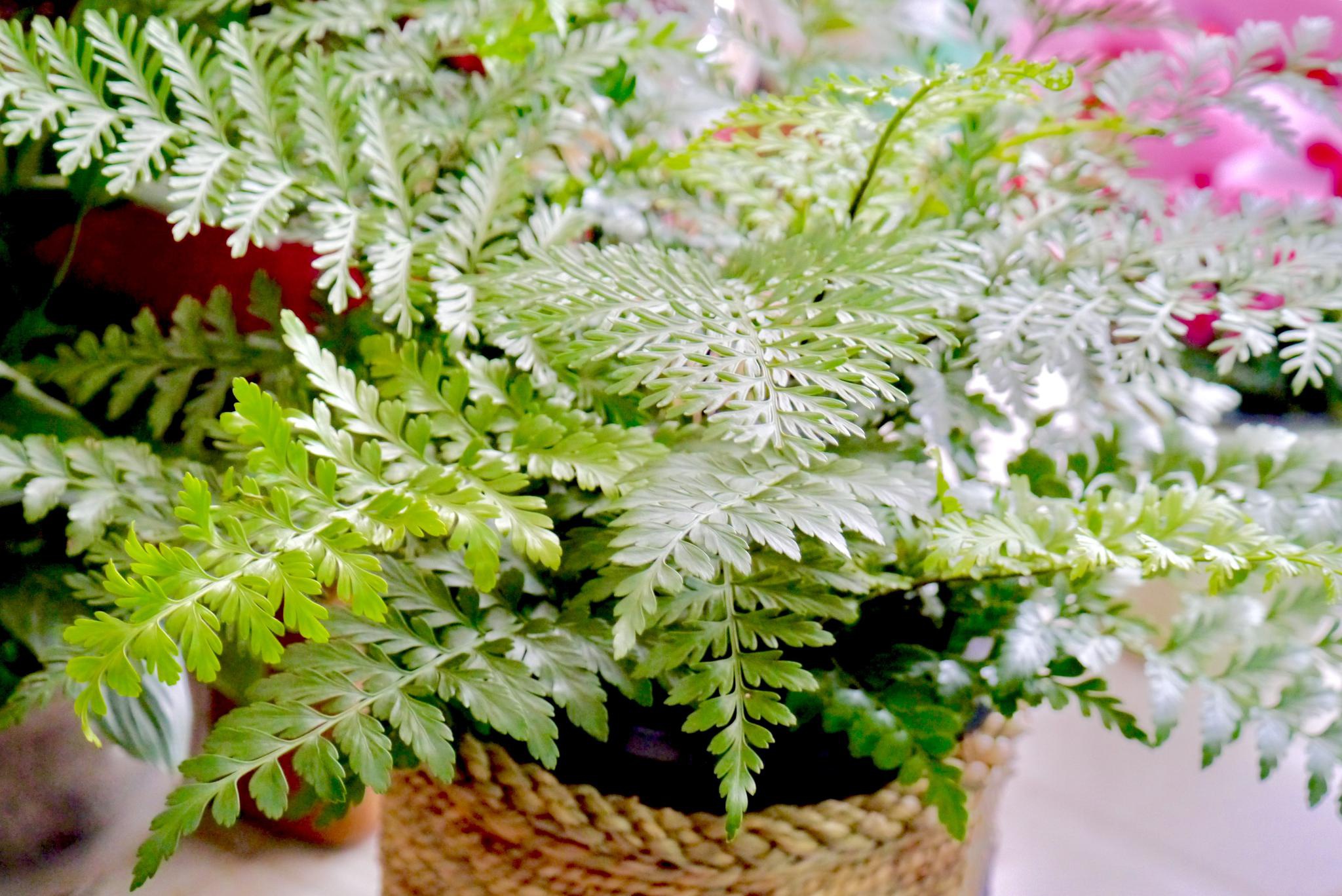 绿油油的吉姆蕨