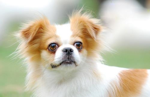 最容易训练的狗 蝴蝶犬榜上有名 生性活泼受人喜爱 蝴蝶犬 狗狗 雪纳瑞 新浪新闻 最容易训练的狗 蝴蝶犬榜上有名 生性活泼受人喜爱 蝴蝶犬 狗狗 雪纳瑞 新浪新闻