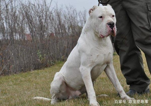 世界上攻击性最强的烈性犬种,藏獒不惜落榜,第一名大家很熟悉!