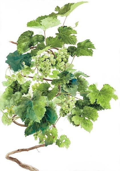 水彩插花来自柘植彩子ayako Tsuge