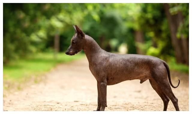 墨西哥无毛犬全身无毛的狗狗虽然十分稀有但被奉为神的使者