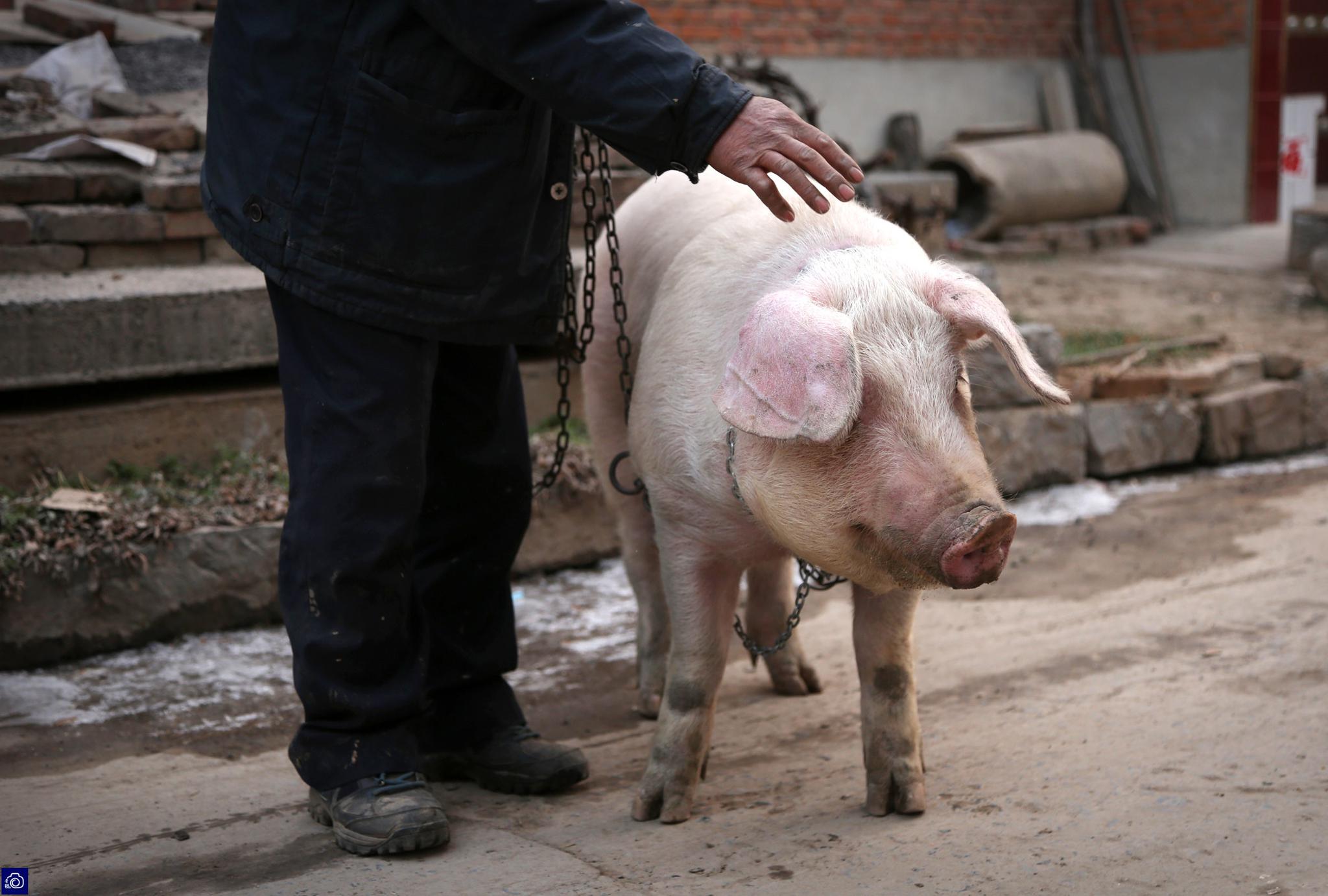 54岁农民天天骑着猪逛街引围观:都说猪最懒,我偏把它训练勤快