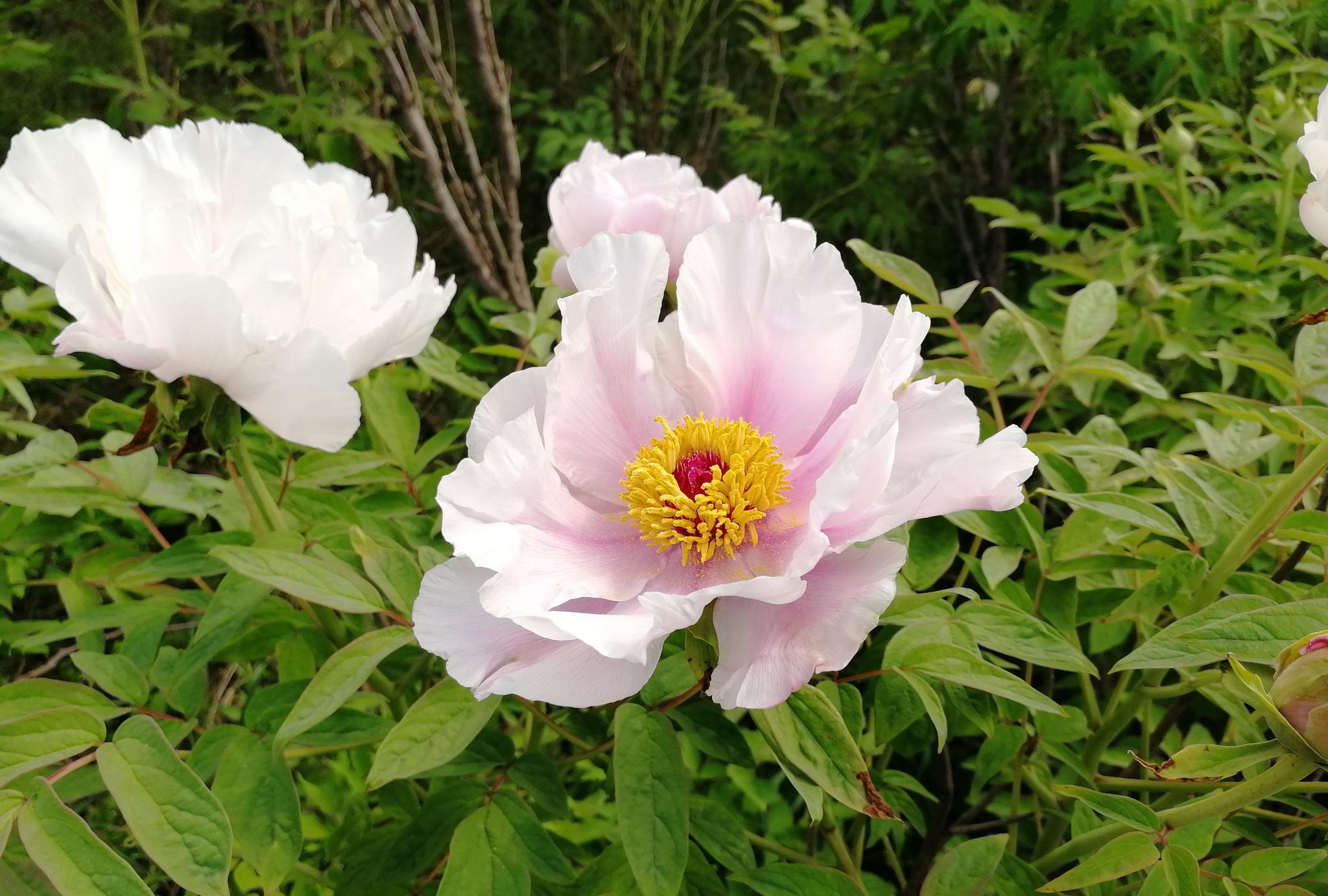 药用牡丹开花了这样子和洛阳牡丹比相差多少呢