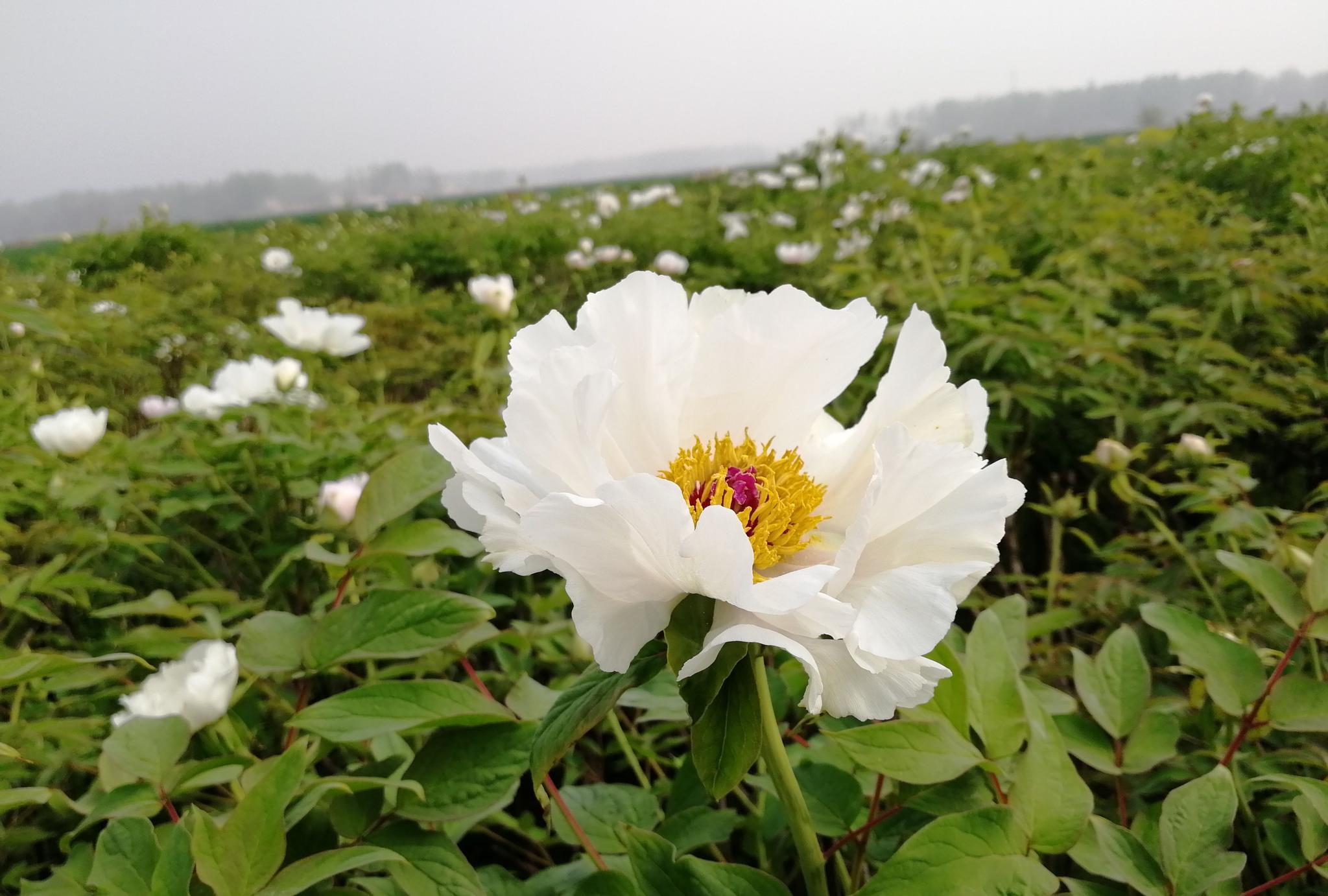 药用牡丹开花了这样子和洛阳牡丹比相差多少呢