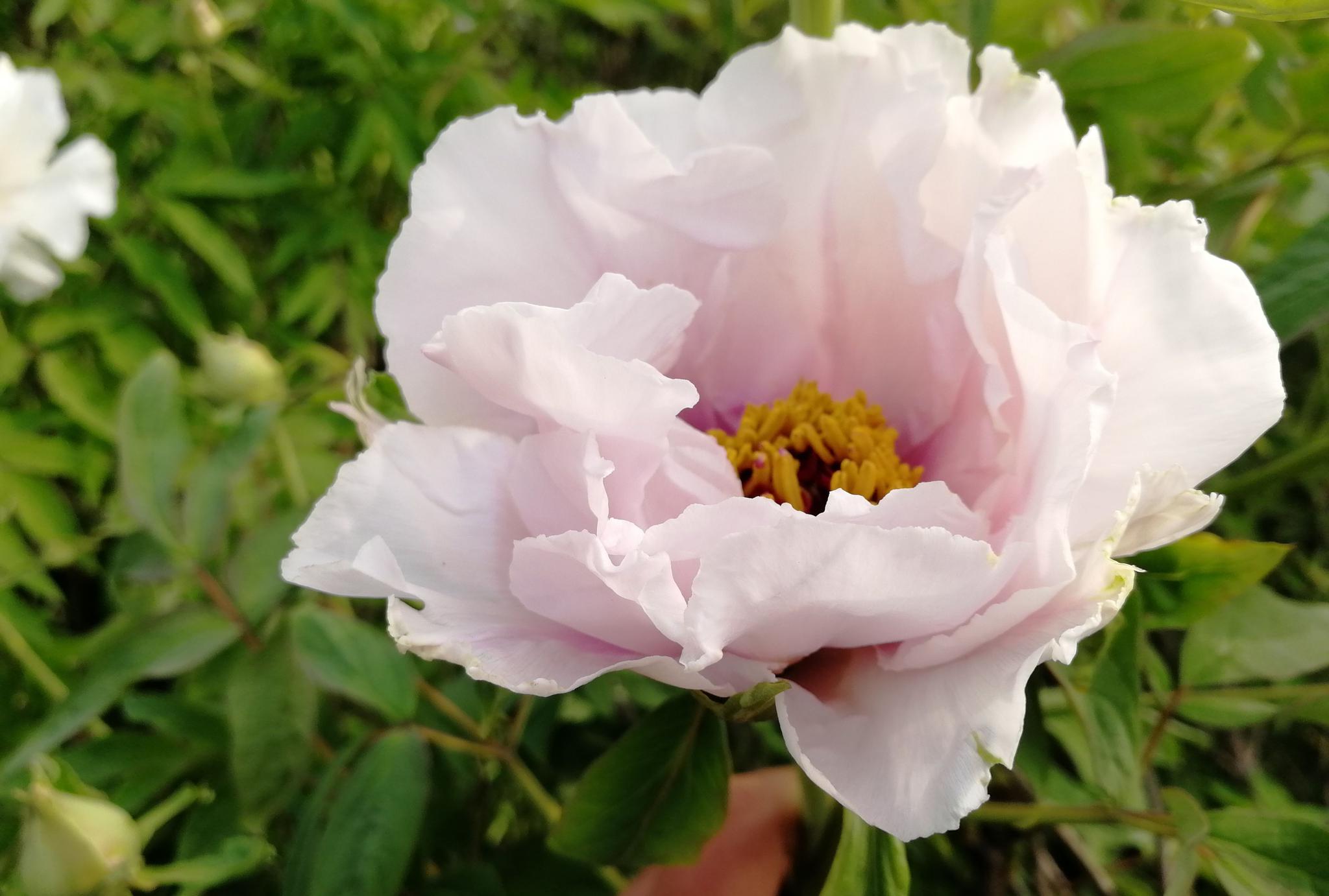 药用牡丹开花了这样子和洛阳牡丹比相差多少呢