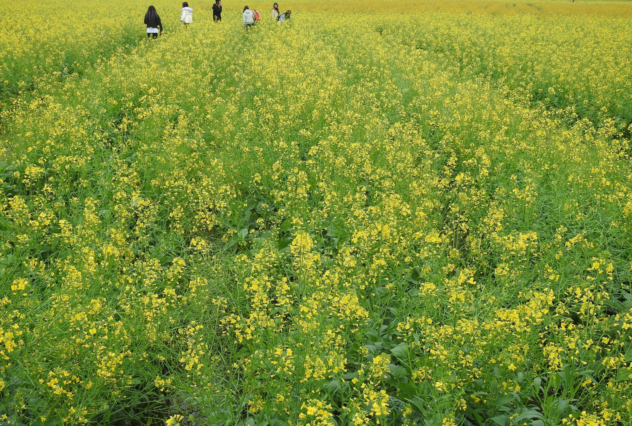 这里种植有1000多亩的油菜花,是广东最大的赏油菜花基地.