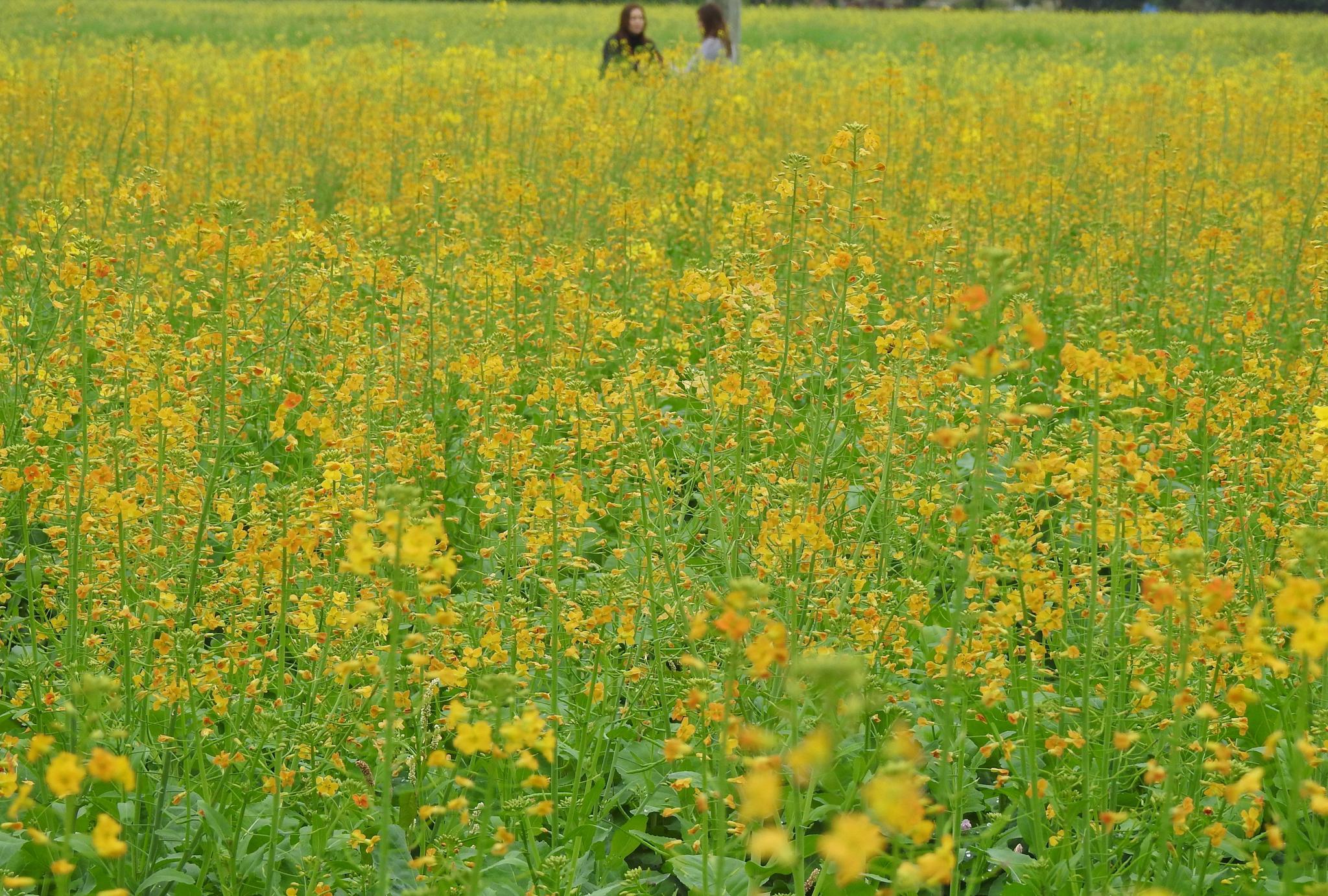 旅途见闻广东郁南连滩的油菜花一派摄人心魄的美景