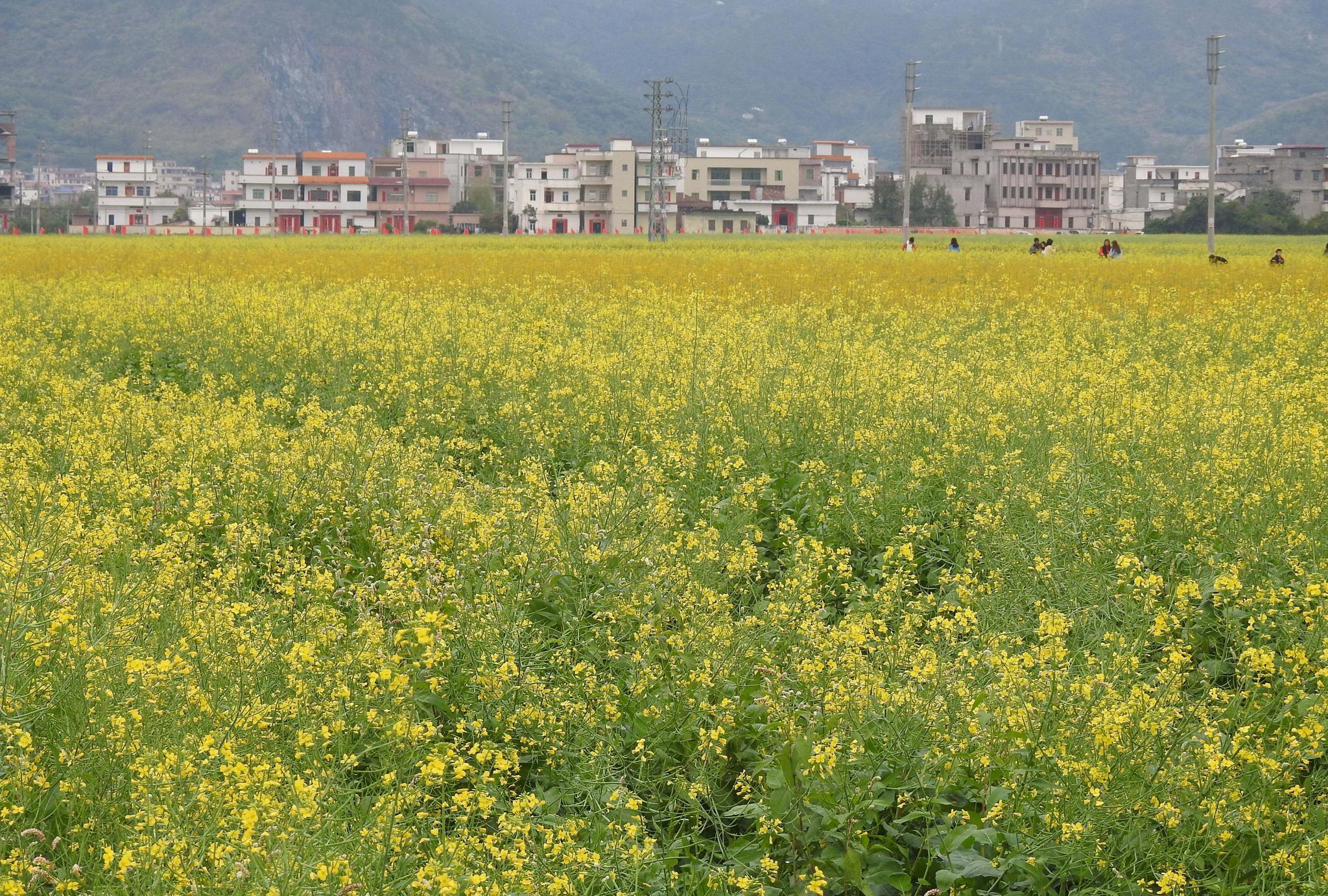 旅途见闻广东郁南连滩的油菜花一派摄人心魄的美景