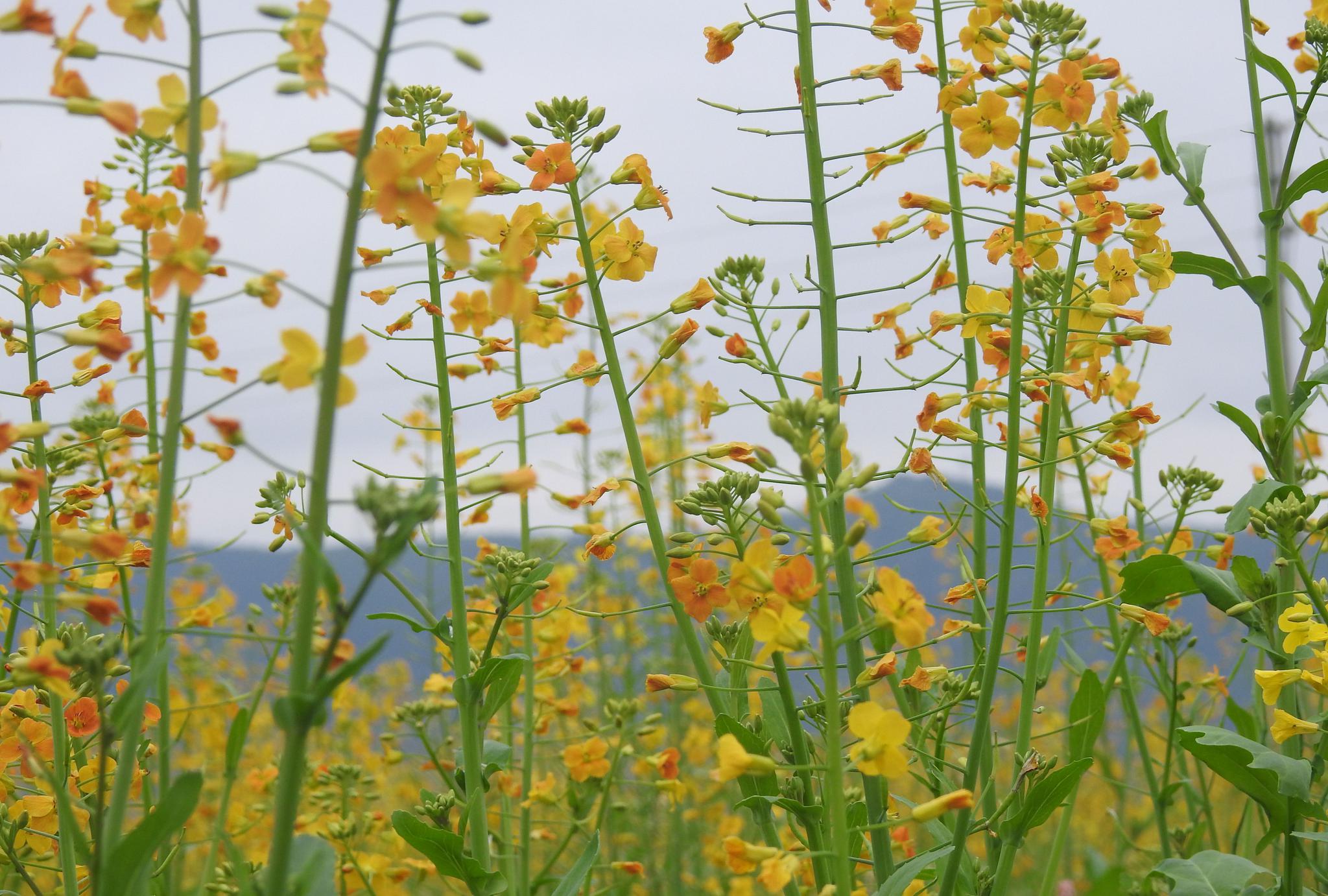 旅途见闻广东郁南连滩的油菜花一派摄人心魄的美景