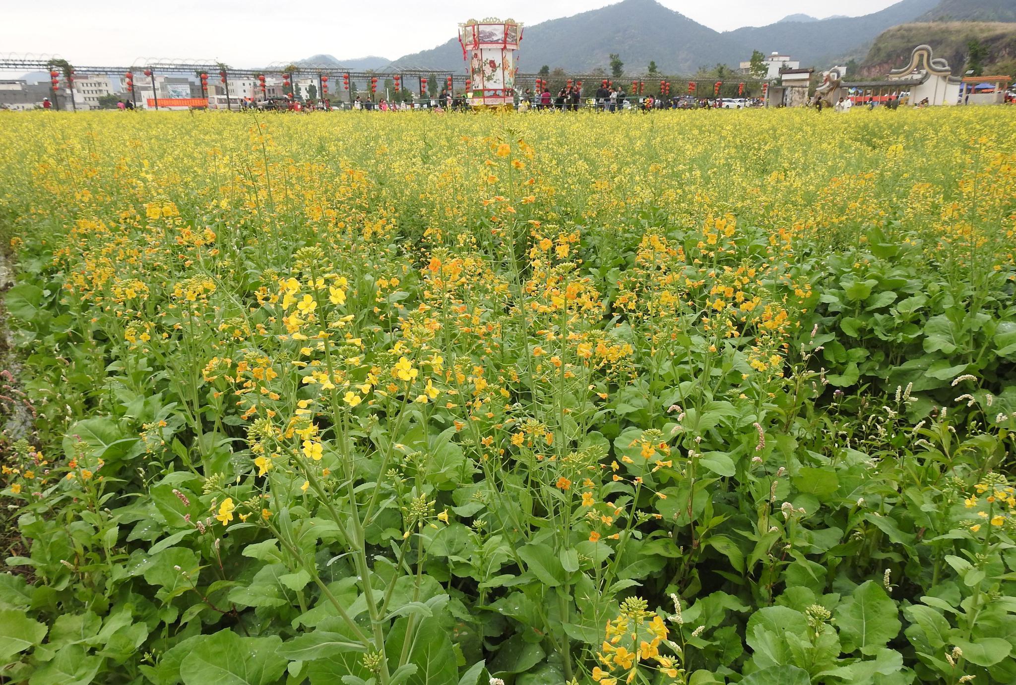 旅途见闻广东郁南连滩的油菜花一派摄人心魄的美景