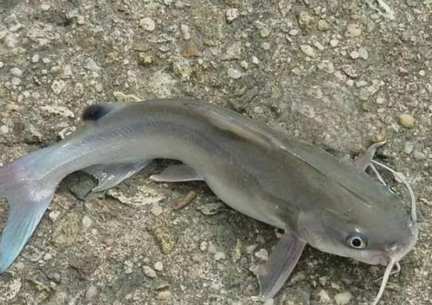 真正的淡水鱼之王非"它"莫属,营养价值极高,常被误认为鲶鱼|剑鱼|鲶鱼