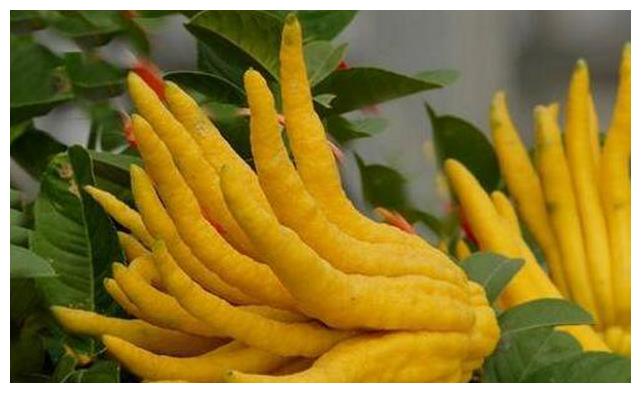 立秋了,脸部色斑很难看,莫急,常吃此果,能淡化色斑,和胃化痰|佛手柑